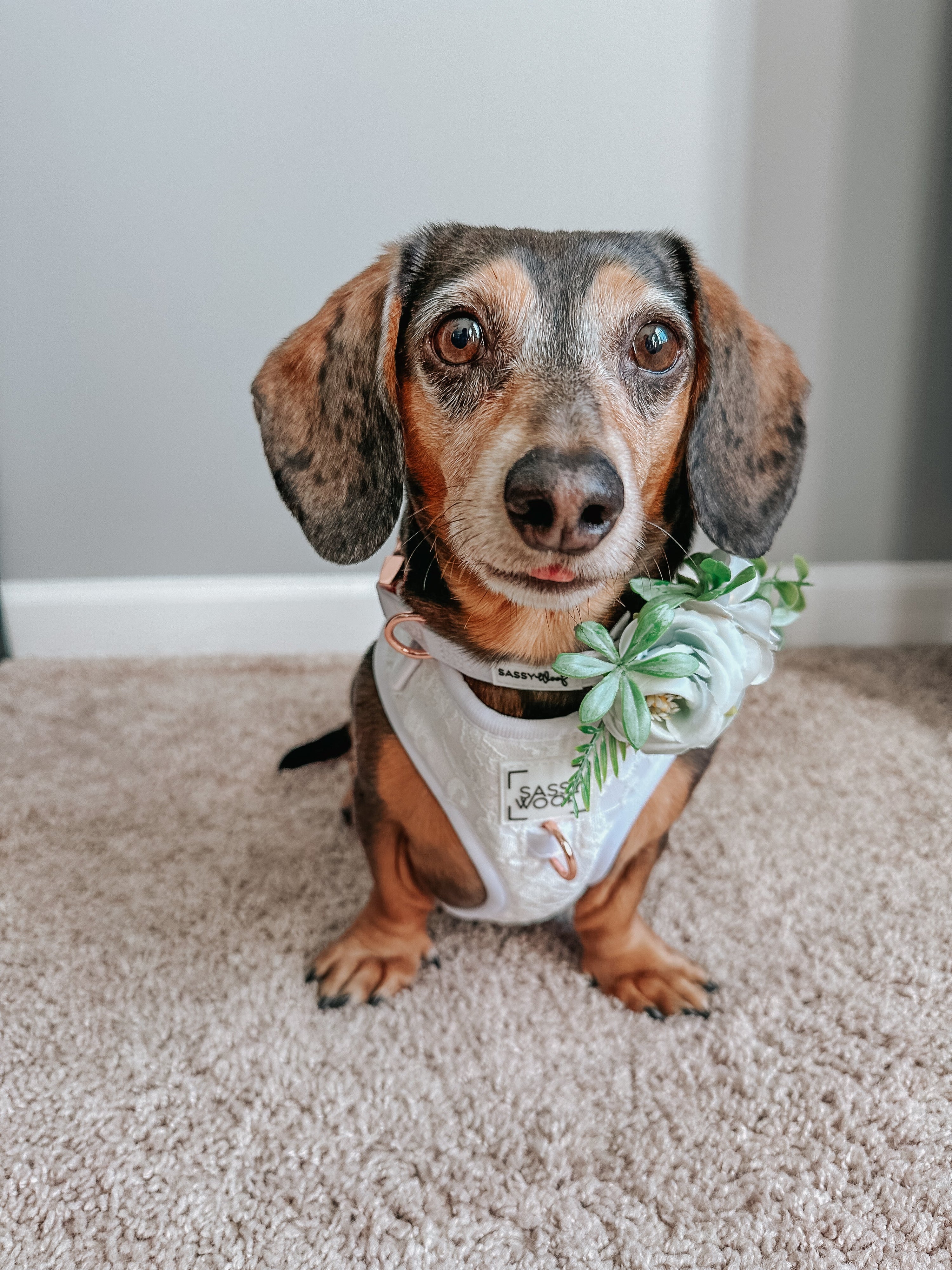 Dog Collar - Pup of Honor