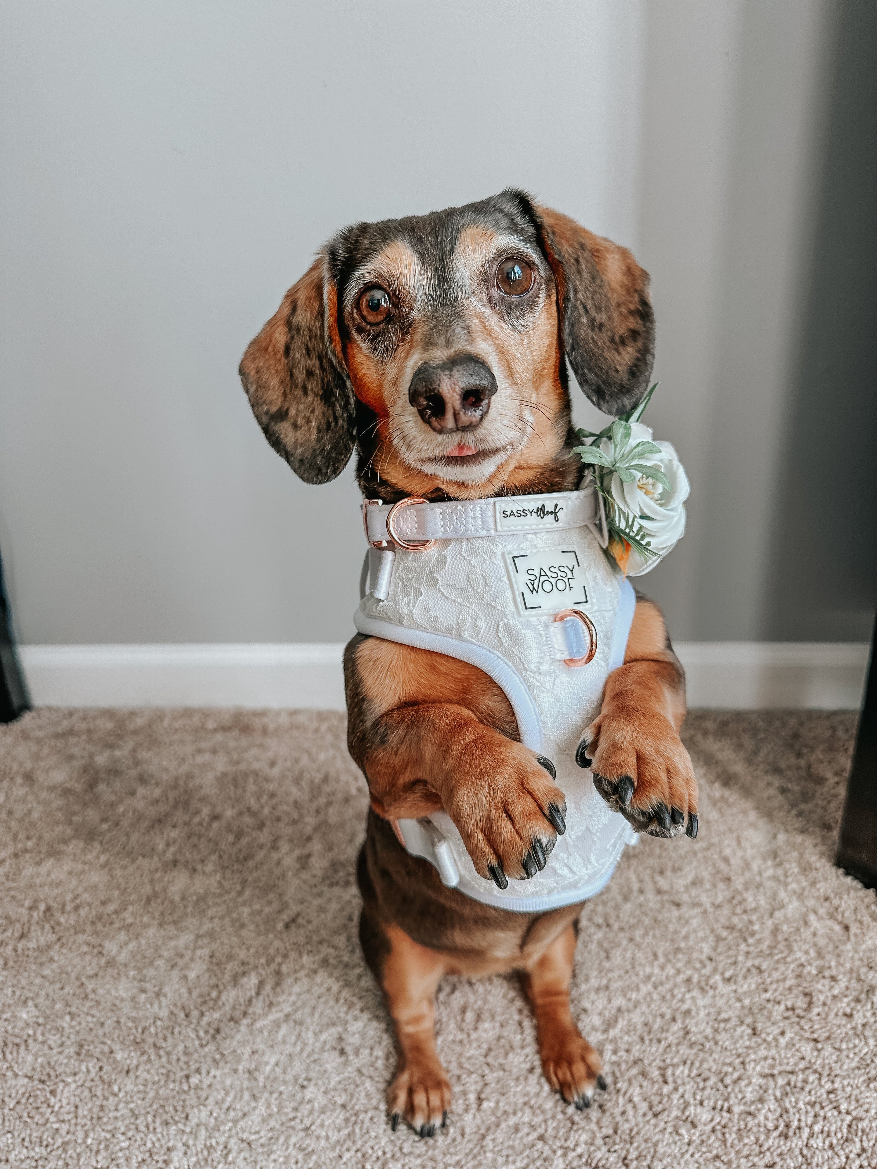 Dog Collar - Pup of Honor