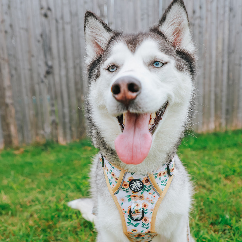 Dog Step-In Harness - Sunflower Dreams