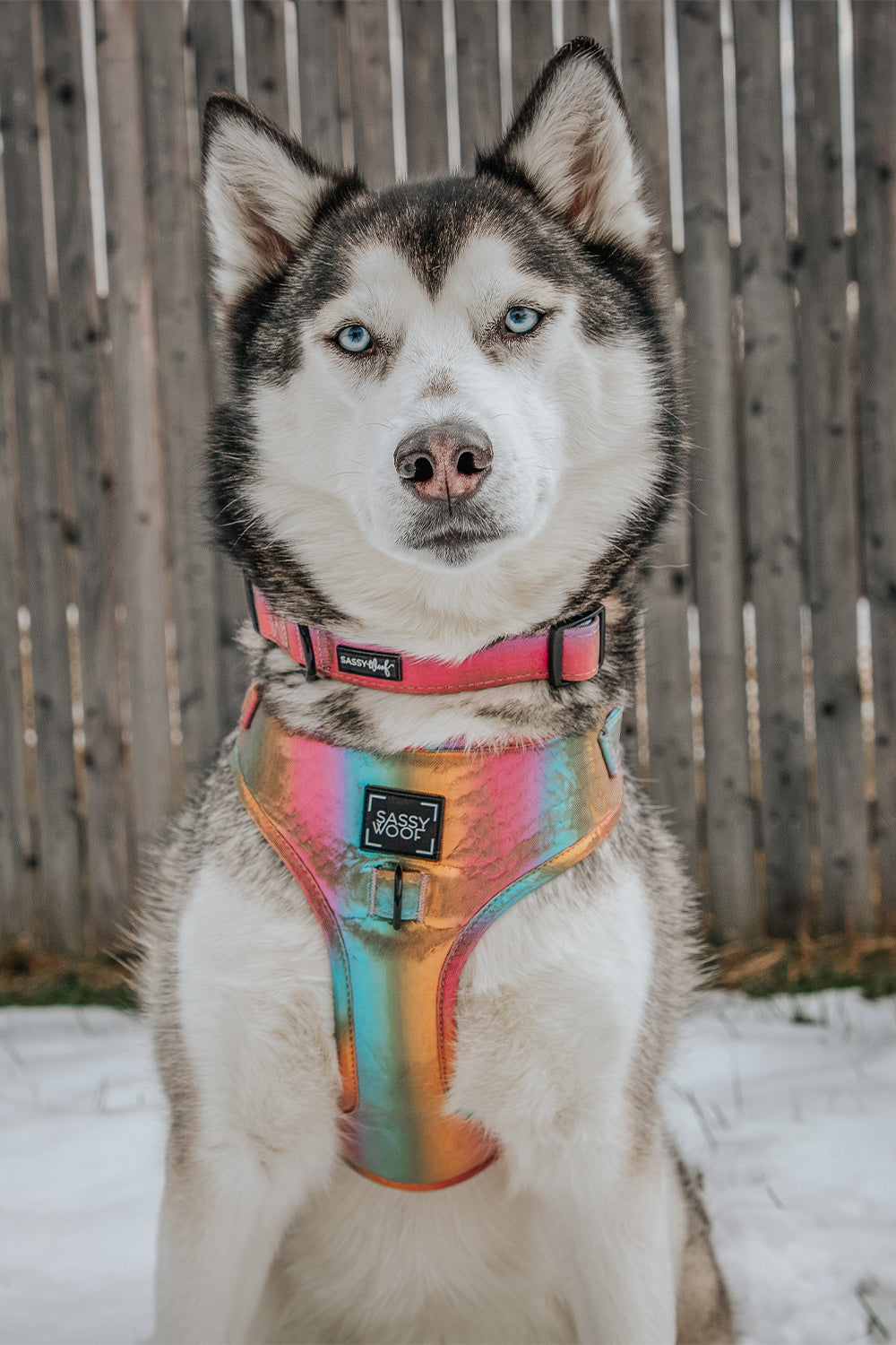 Dog Adjustable Harness - The Night Life