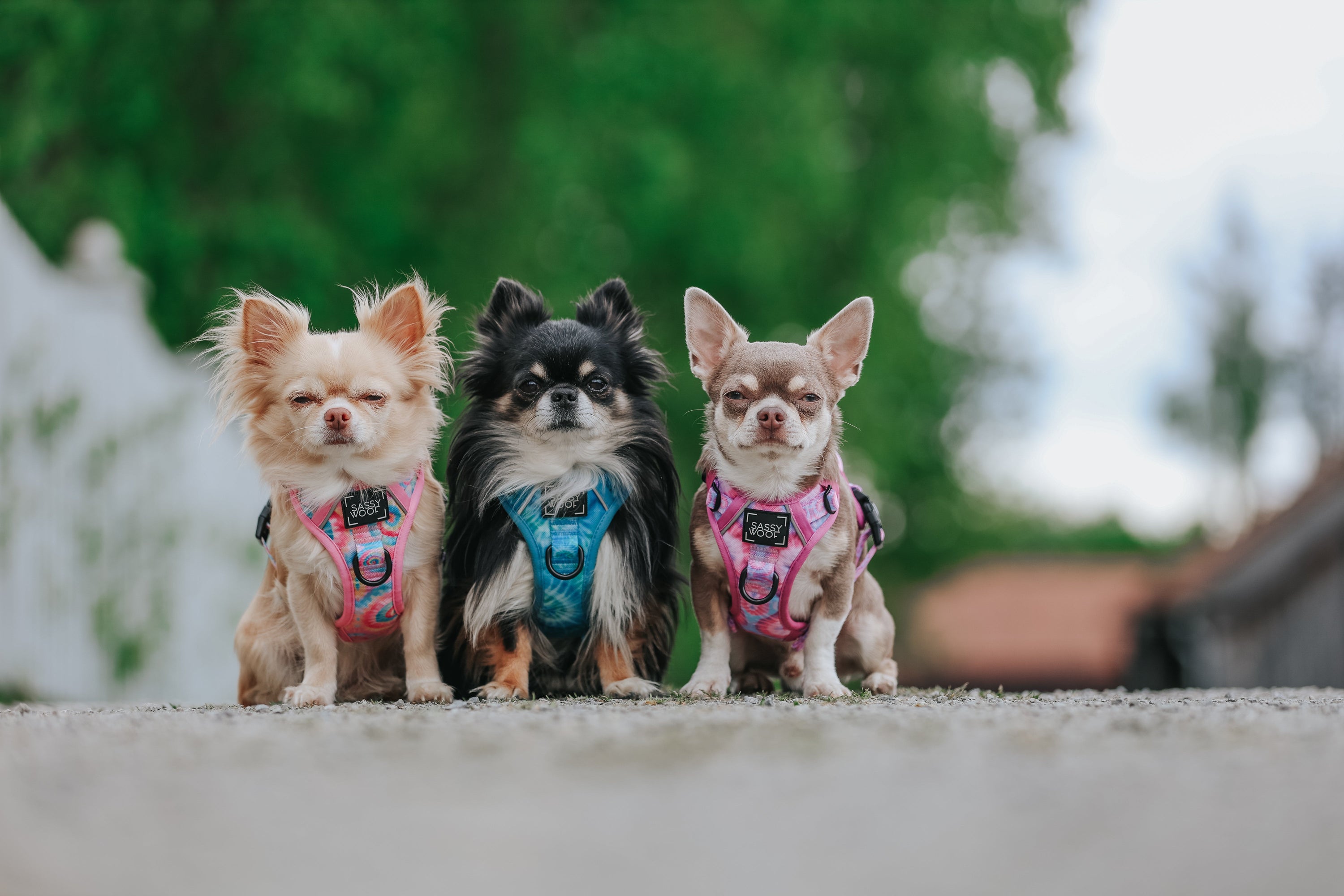 Dog Step-in Harness - Good Vibes