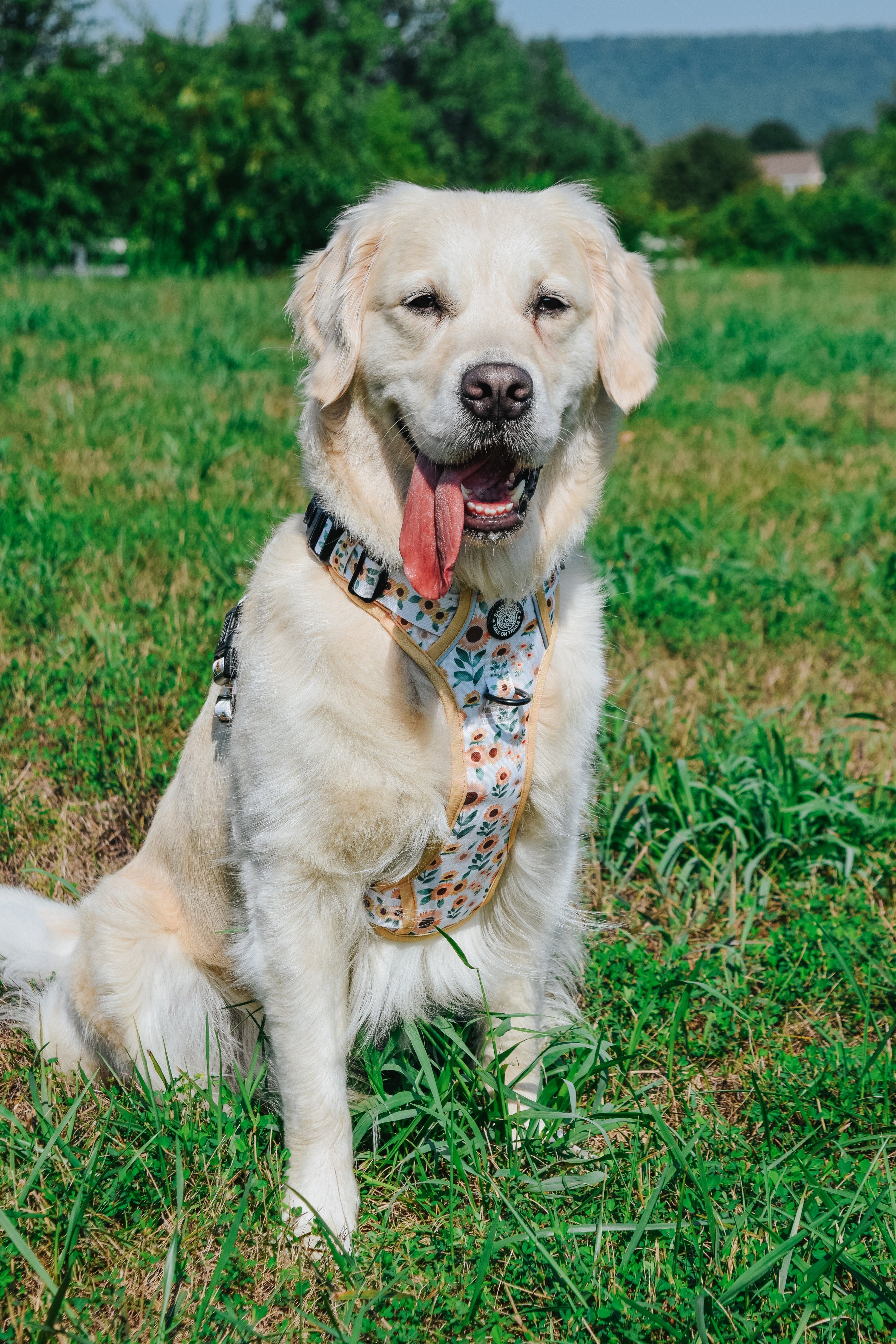 Dog Step-In Harness - Sunflower Dreams