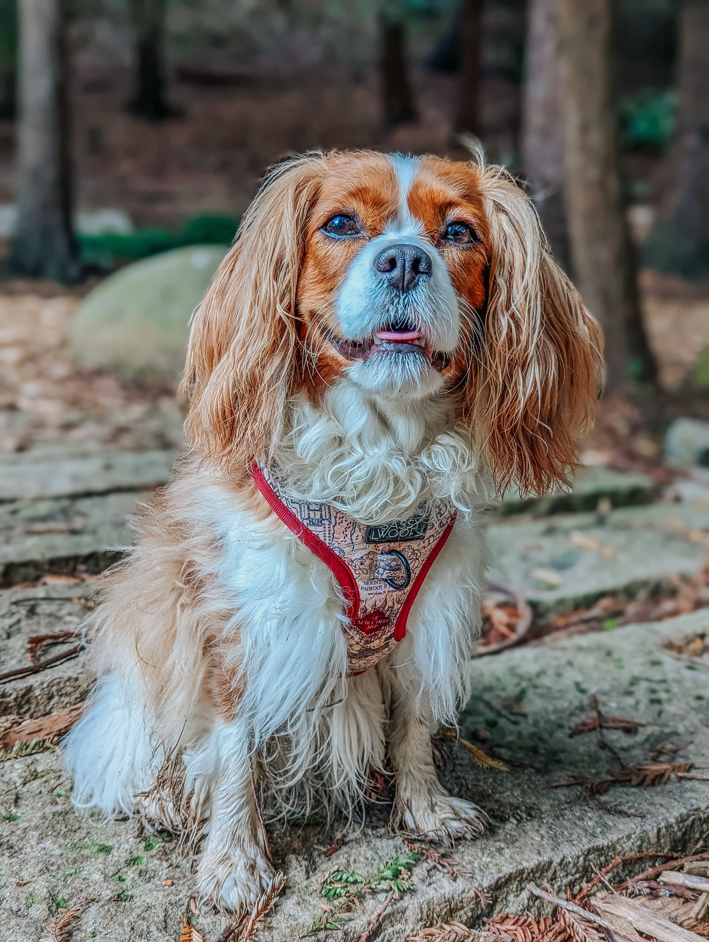Dog Adjustable Harness - Harry Potter™ Marauders Map™