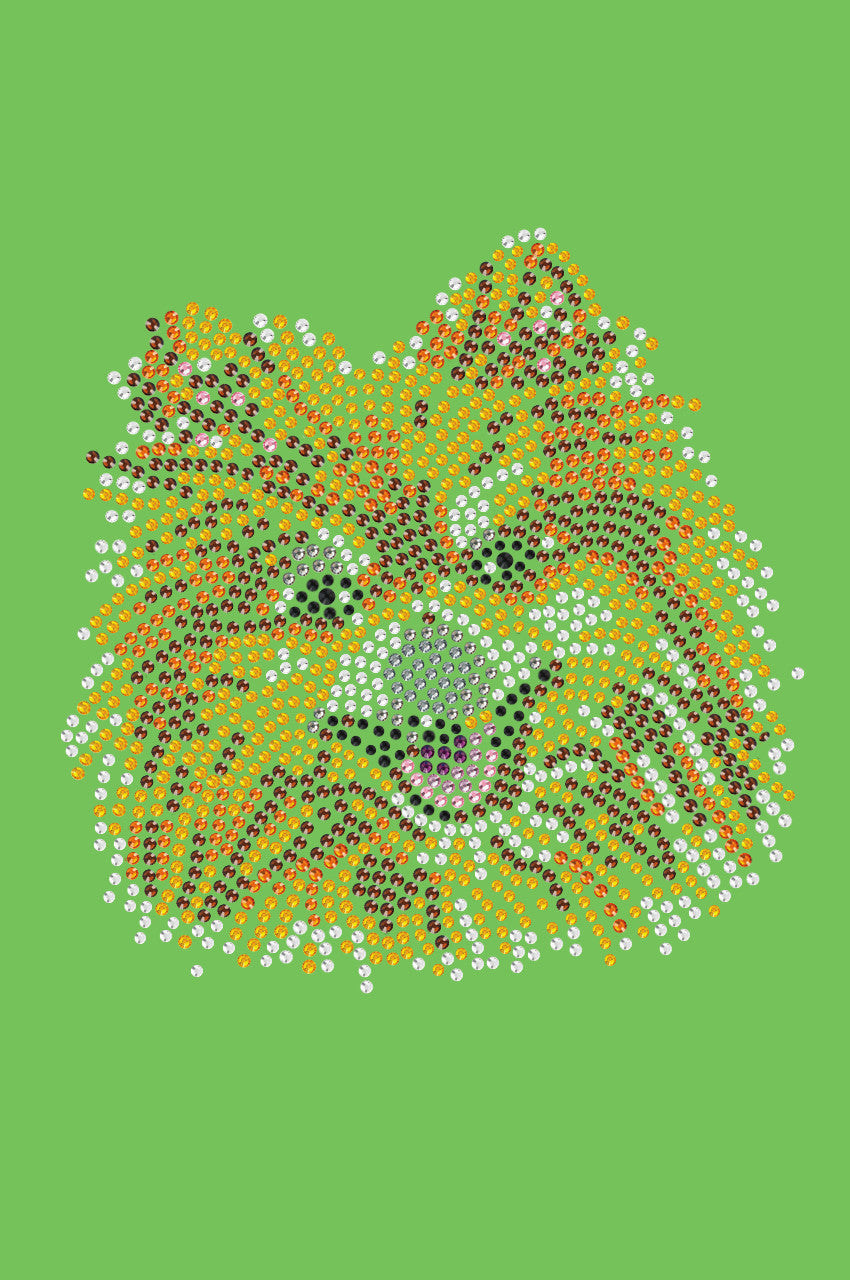 Pomeranian - bandana