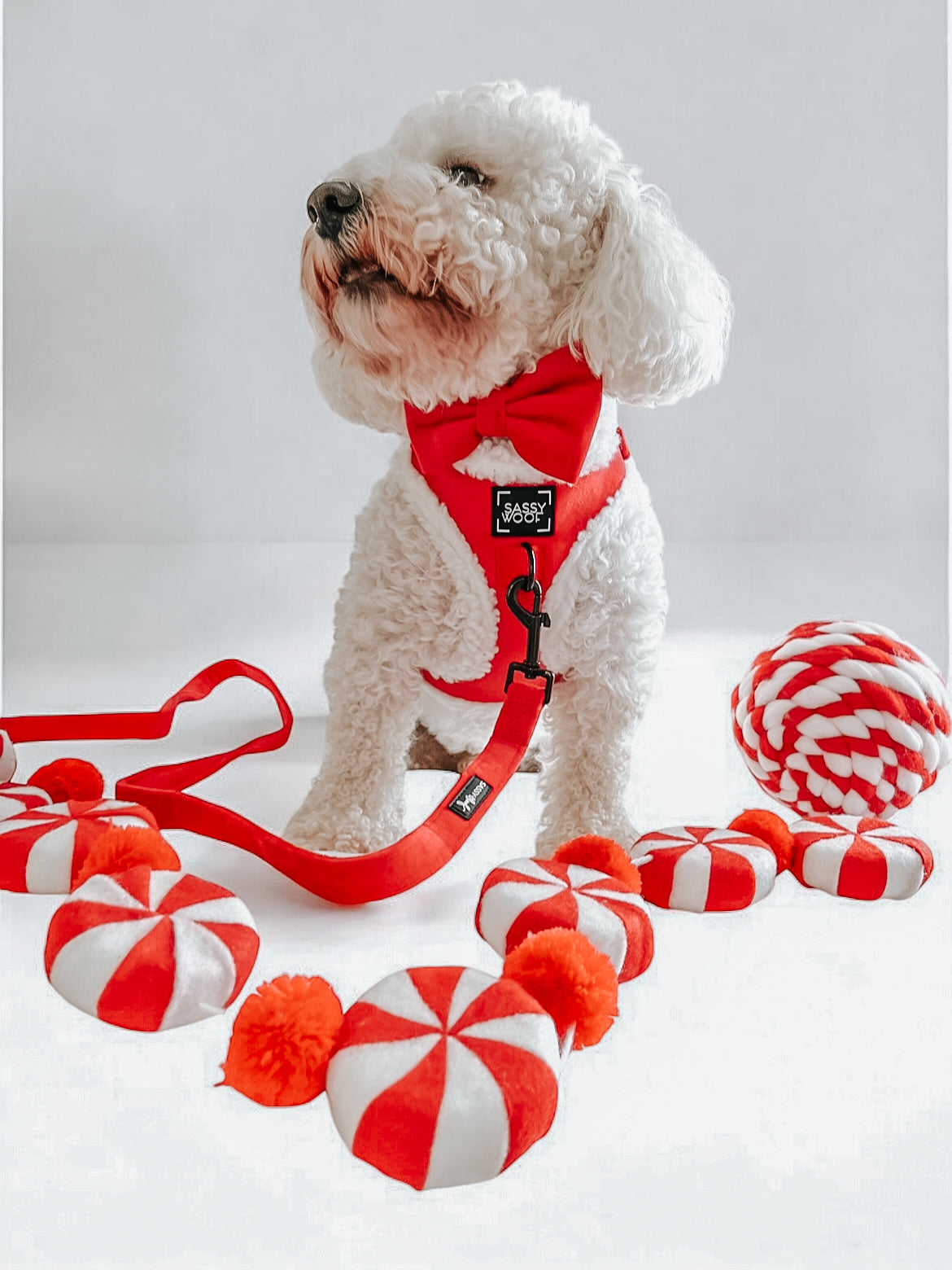 Dog Collar - Naughty
