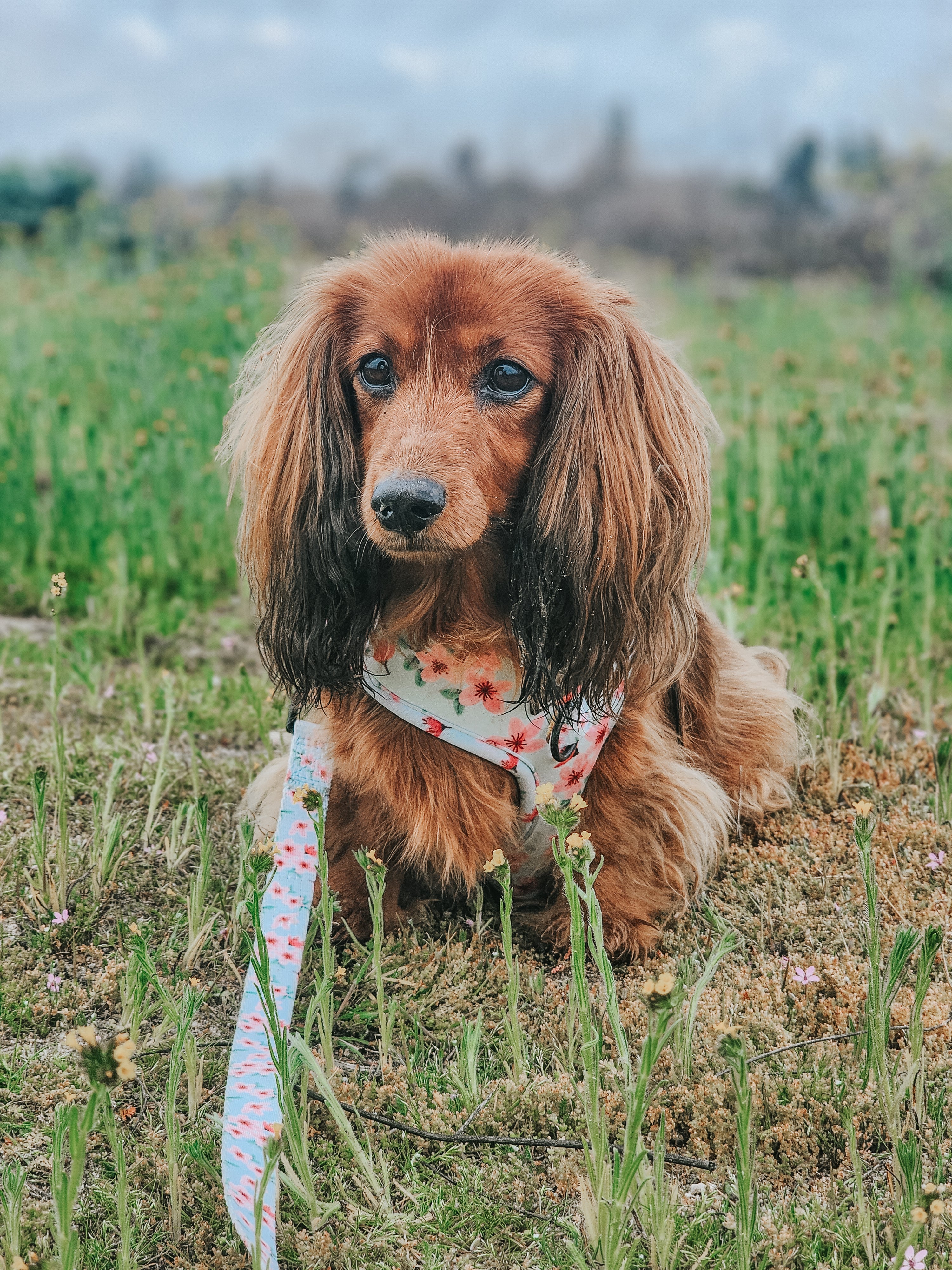 Dog Adjustable Harness - Sakura
