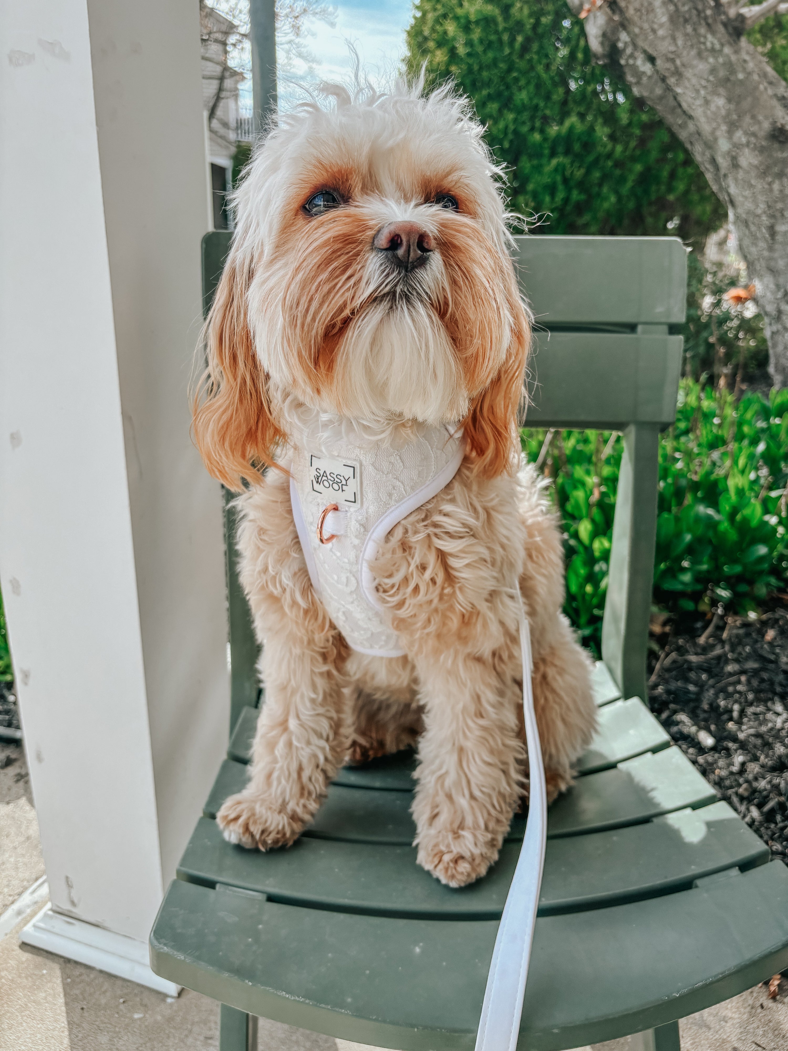 Dog Leash - Pup of Honor