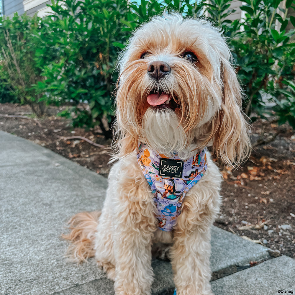 Dog Collar - Disneys Jasmine