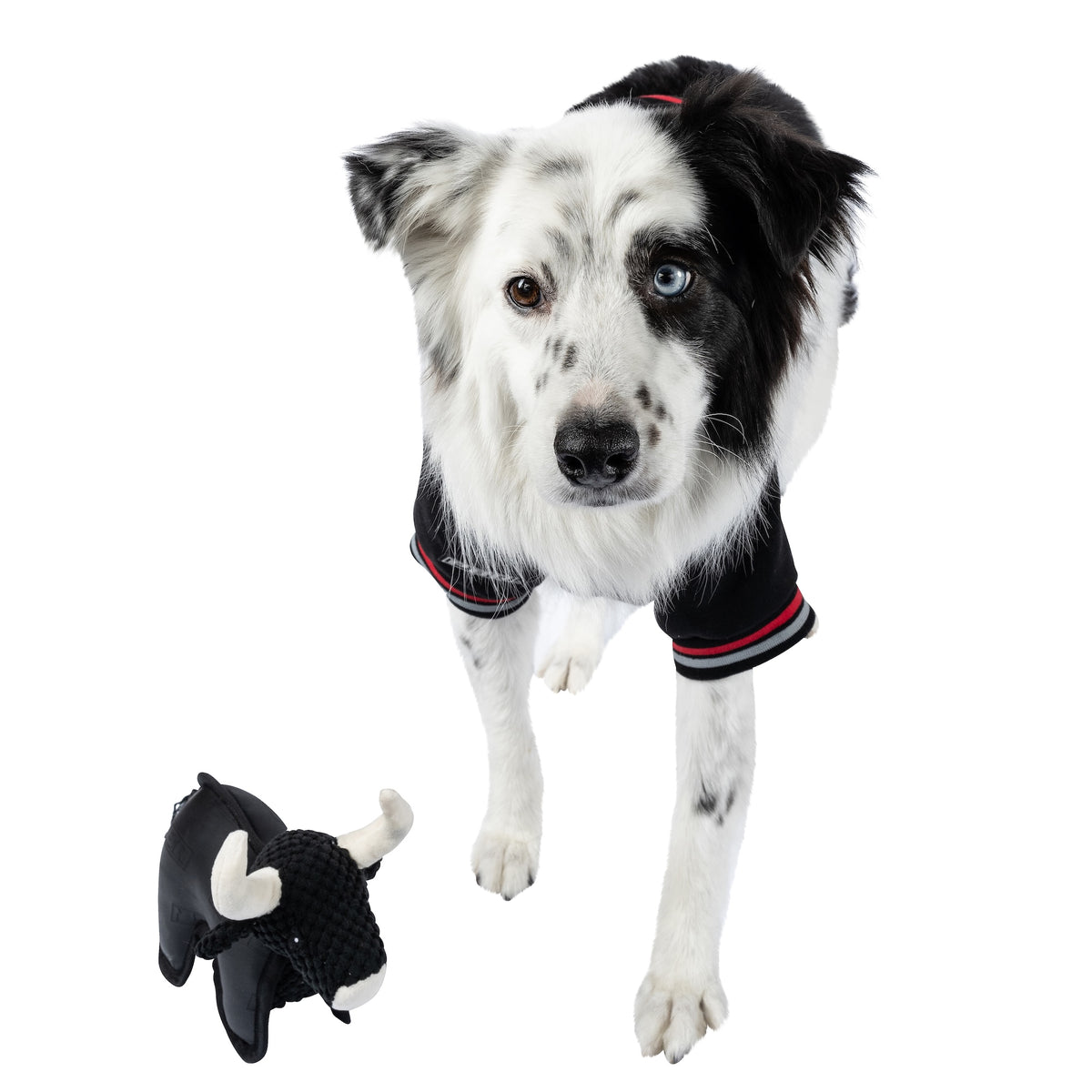 PBR Official Dog Star Logo Hoodie