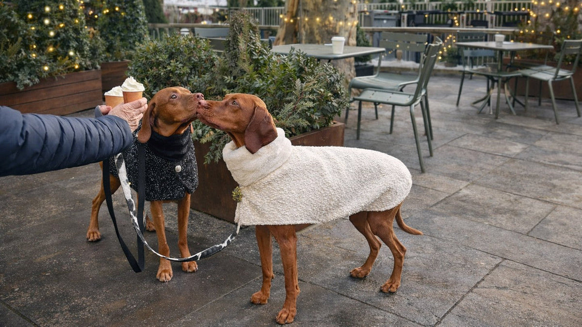 Bowsers Manhattan Dog Walking Coat - Warm, Tailored Protection for Cold Walks