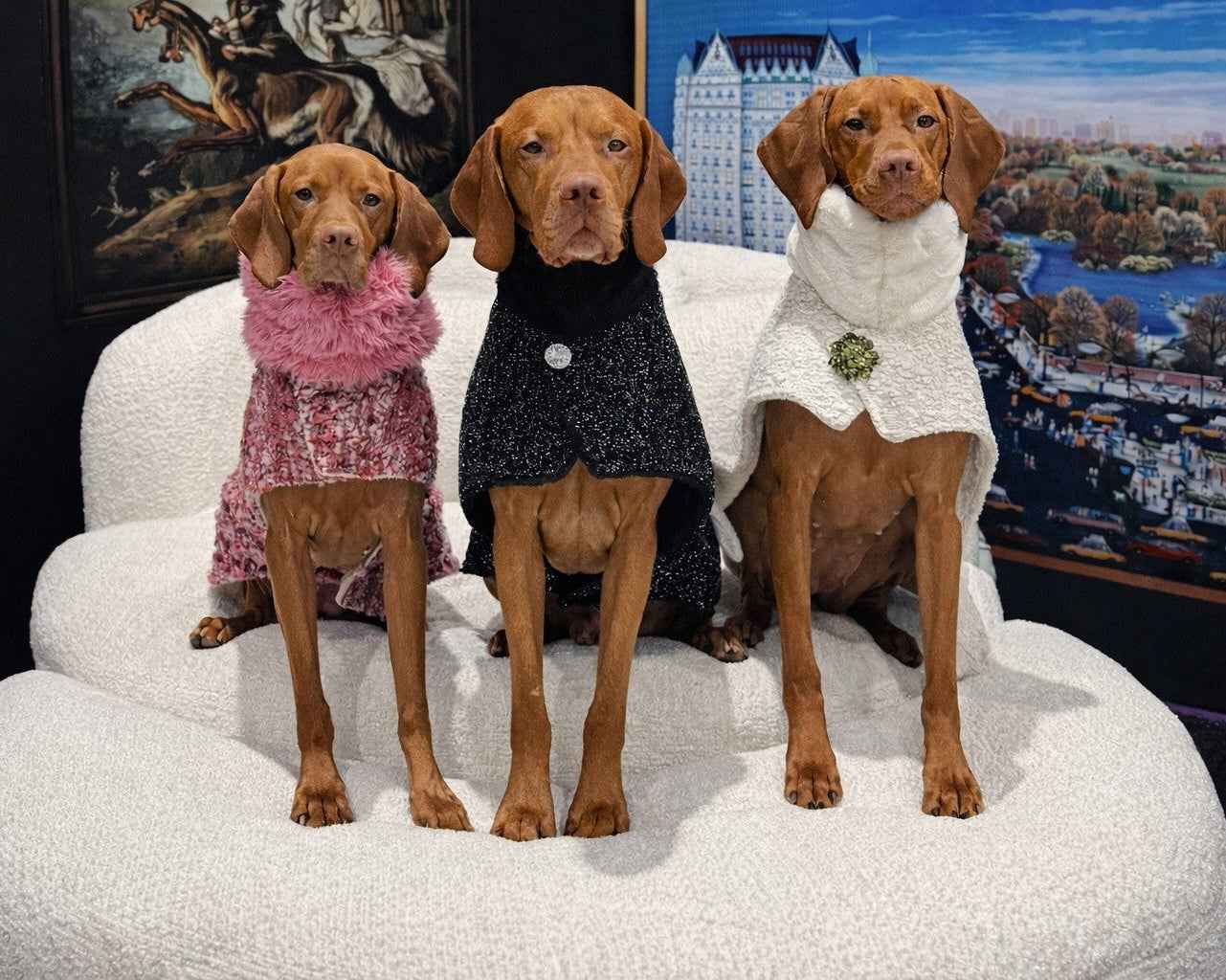 Bowsers Manhattan Dog Walking Coat – Warm, Tailored Protection for Cold Walks
