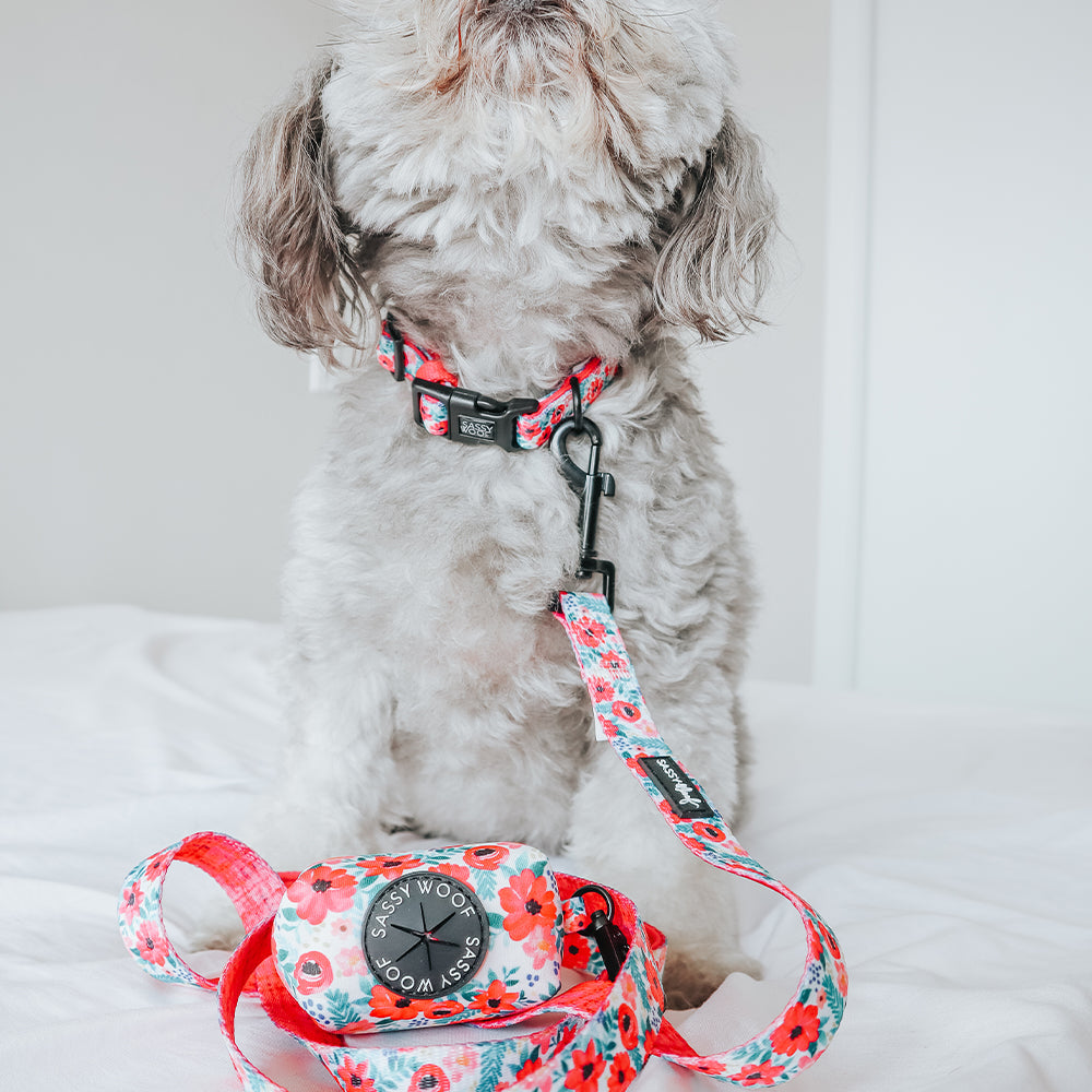Dog Collar - Floral Frenzy
