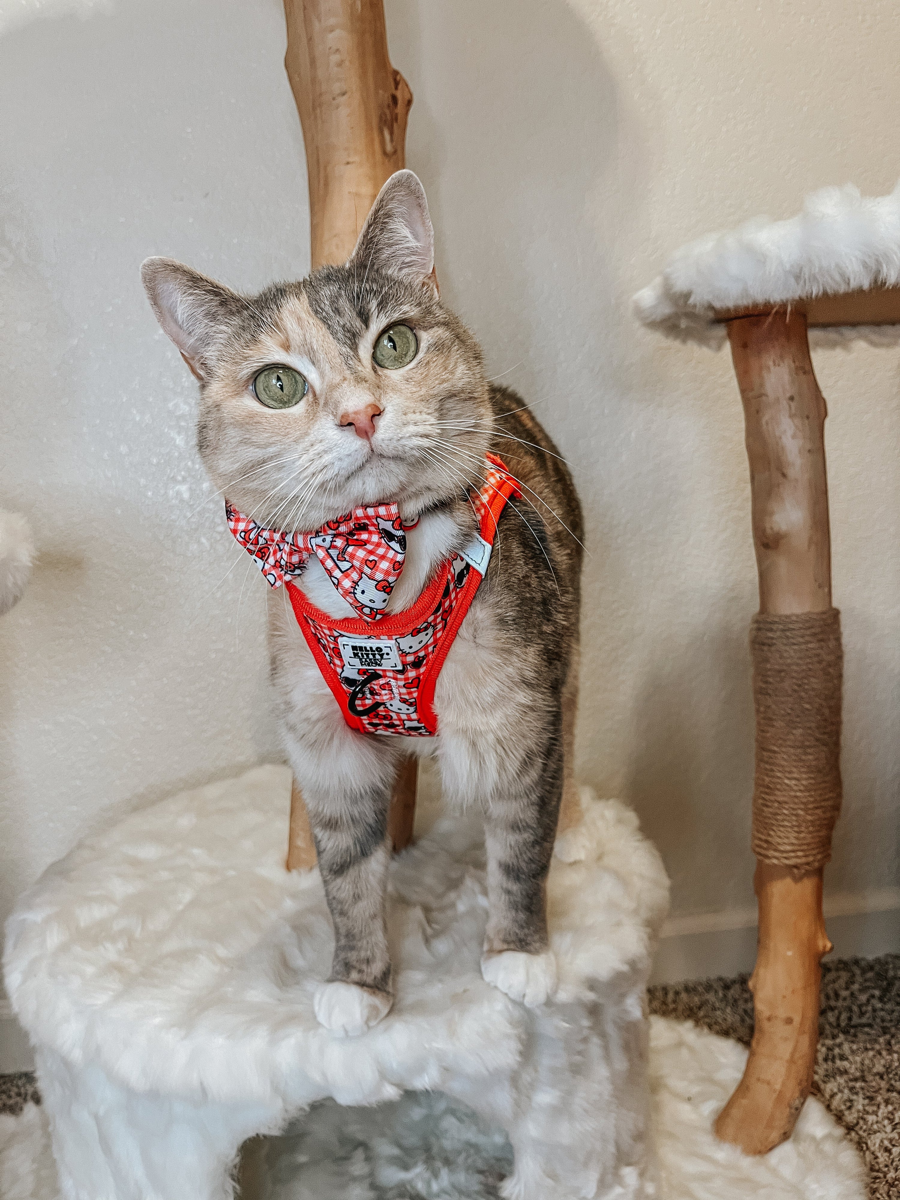 Cat Bundle - Hello Kitty® Red Classic