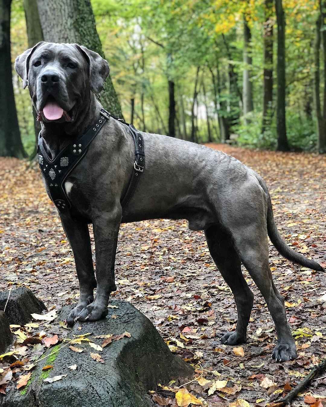 Bestia Aztec Black Leather Dog Harness