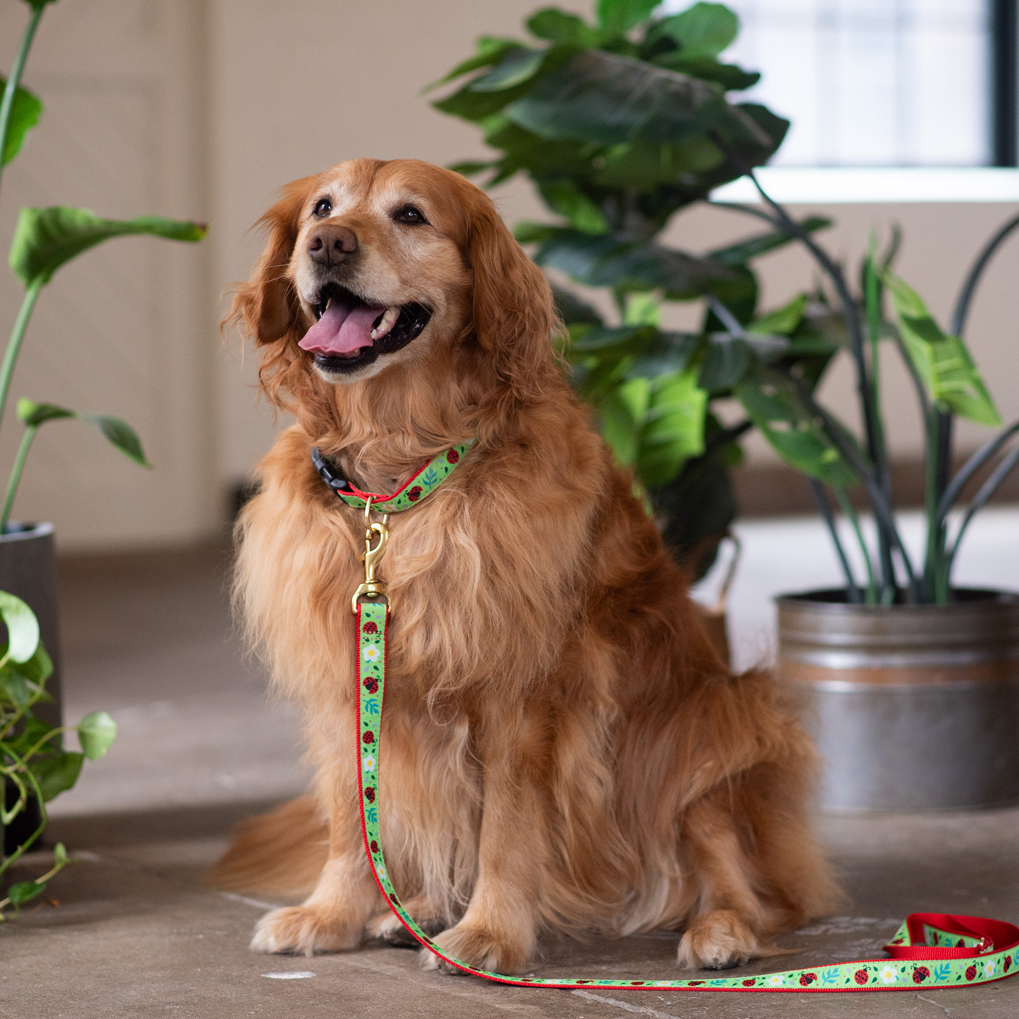 Ladybugs Narrow Dog Collar