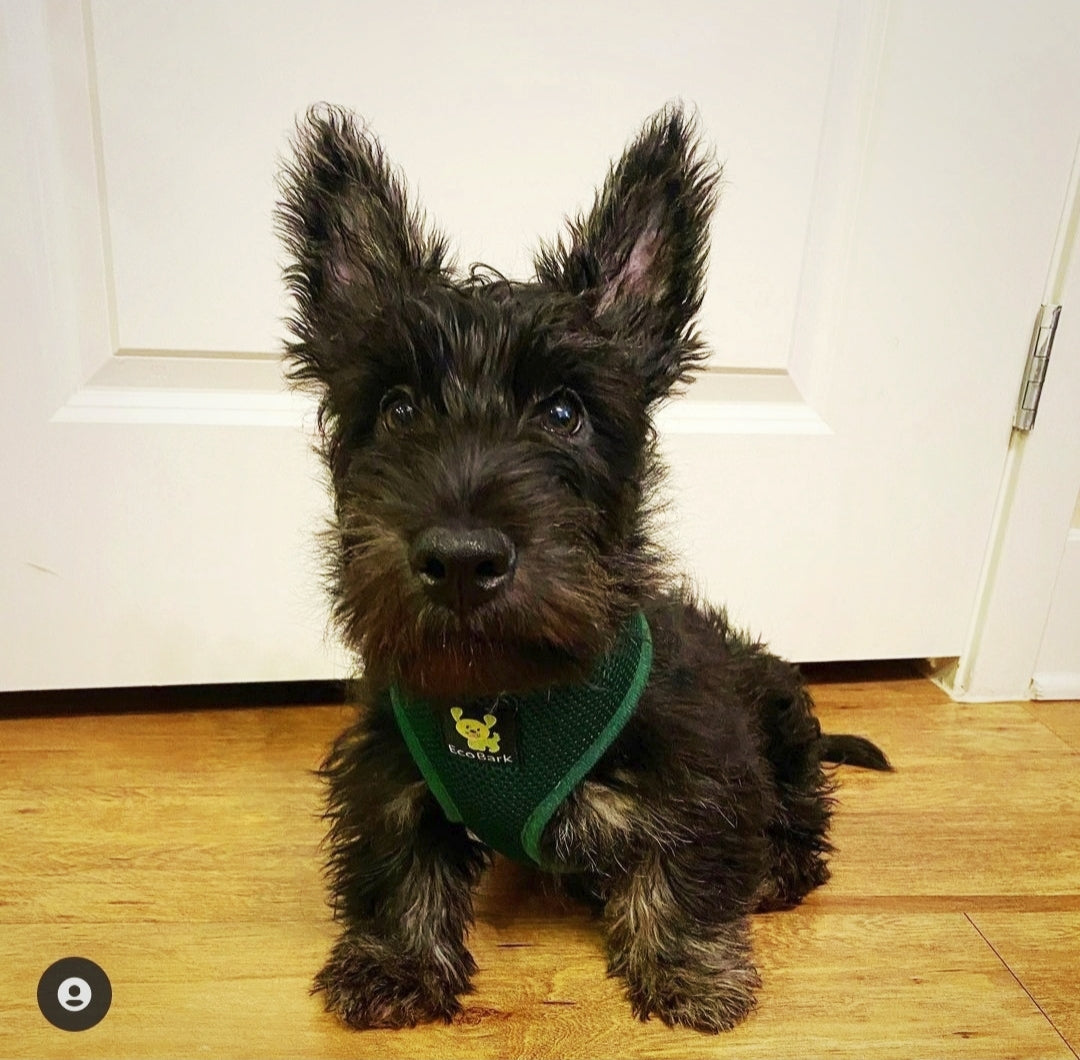 EcoBark – Forest Green Max Comfort Dog Harness