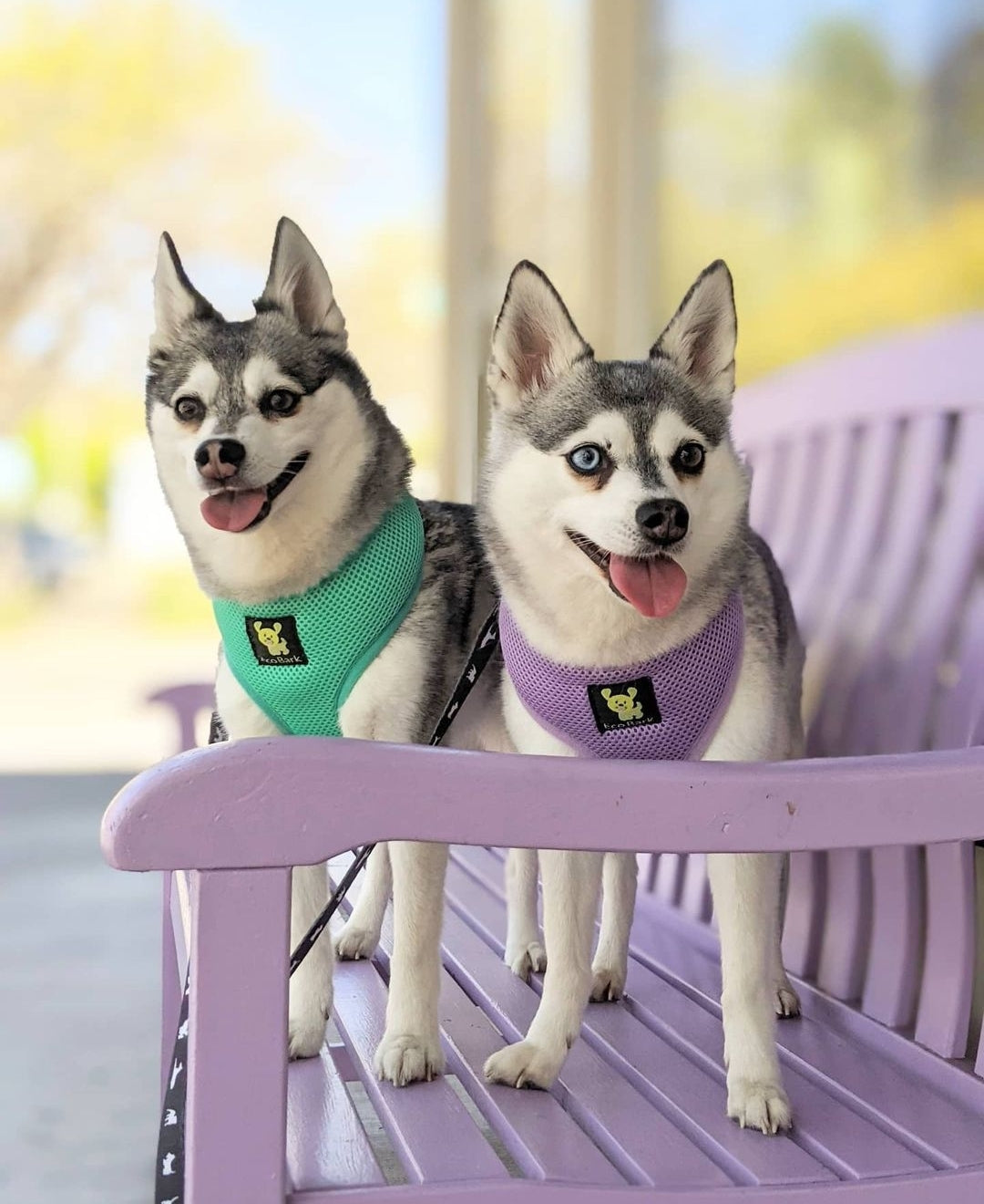 EcoBark Lavender Dog Harness - Over-the-Head Soft Mesh Vest Halter for XS to Medium Breed Dogs