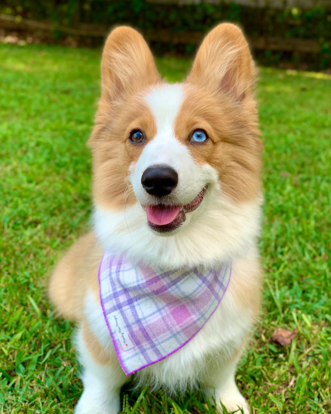 Lavender Luxe Flannel Dog Bandana