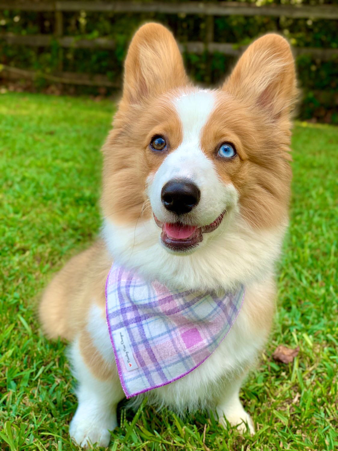 Lavender Luxe Flannel Dog Bandana