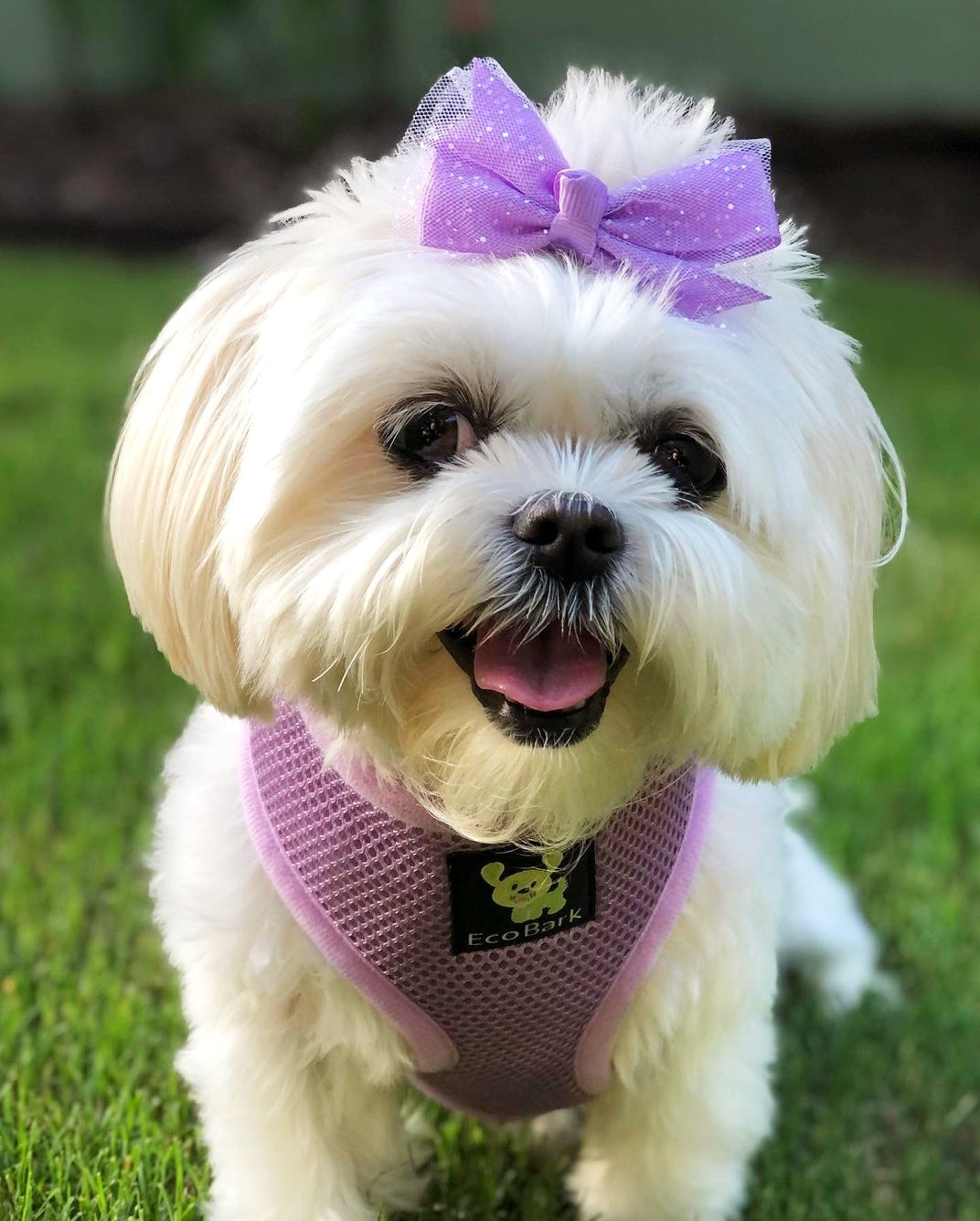 EcoBark Lavender Dog Harness - Over-the-Head Soft Mesh Vest Halter for XS to Medium Breed Dogs