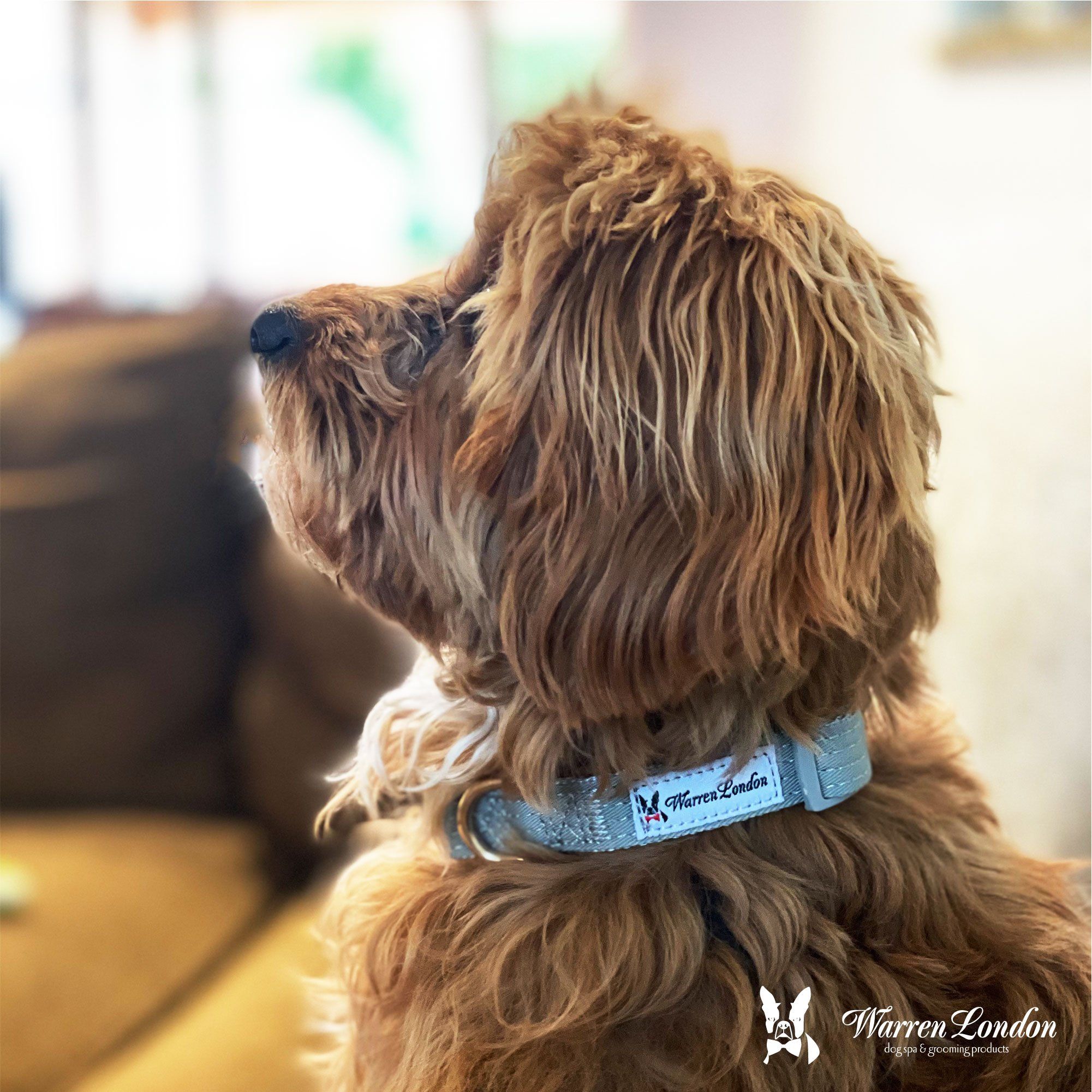 Fabric Dog Collar - Grey