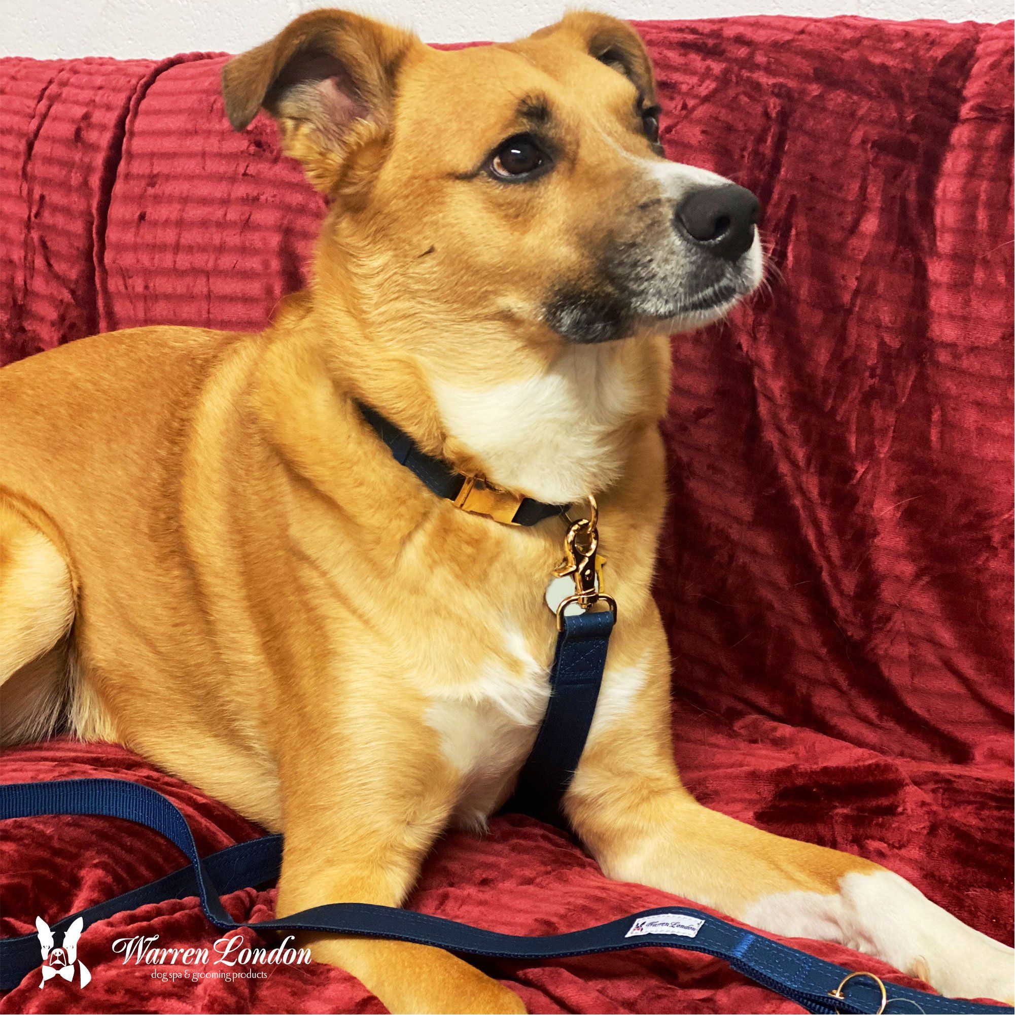 Fabric Dog Leash - Blue