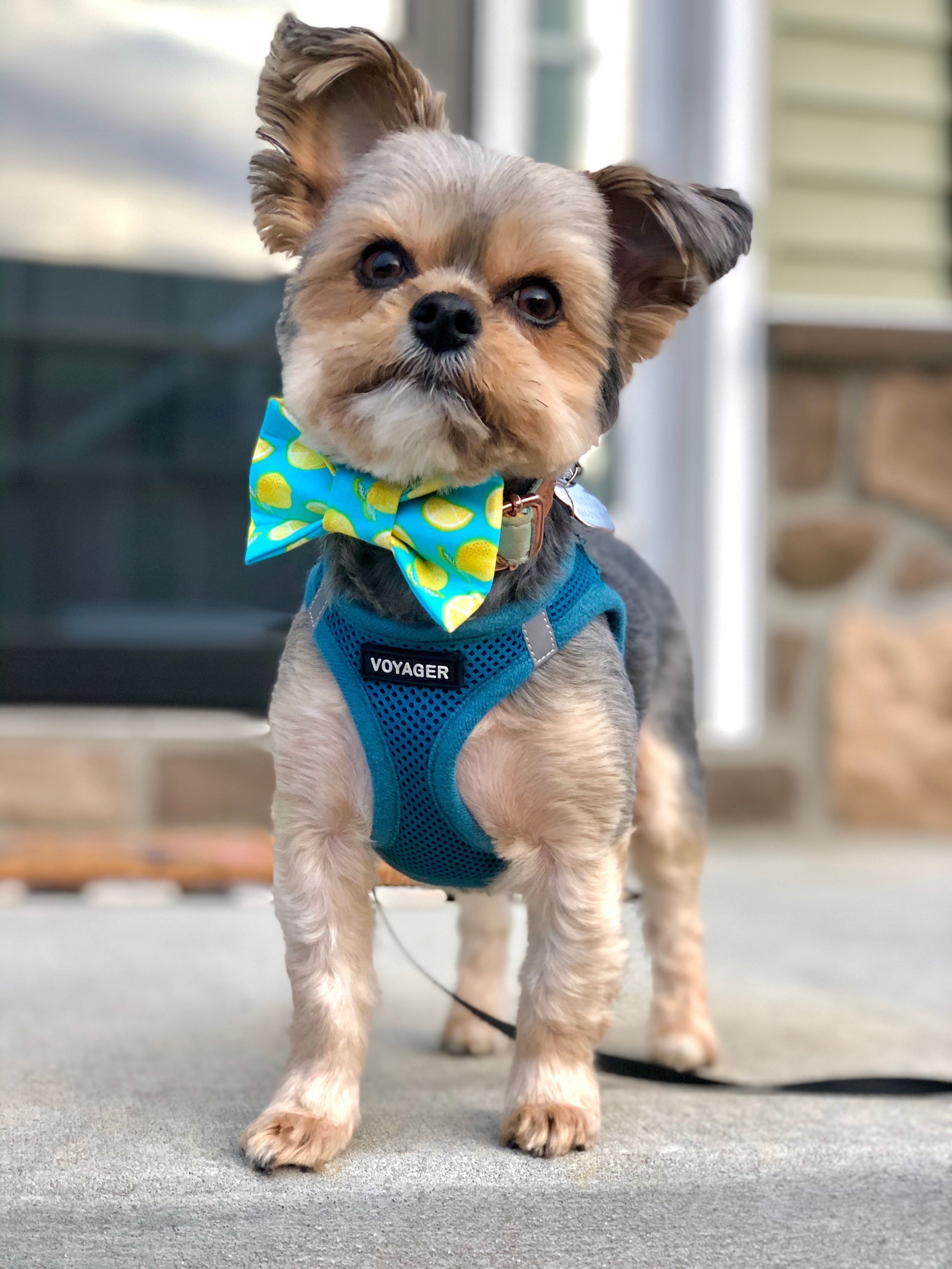 Lemon Bow Tie