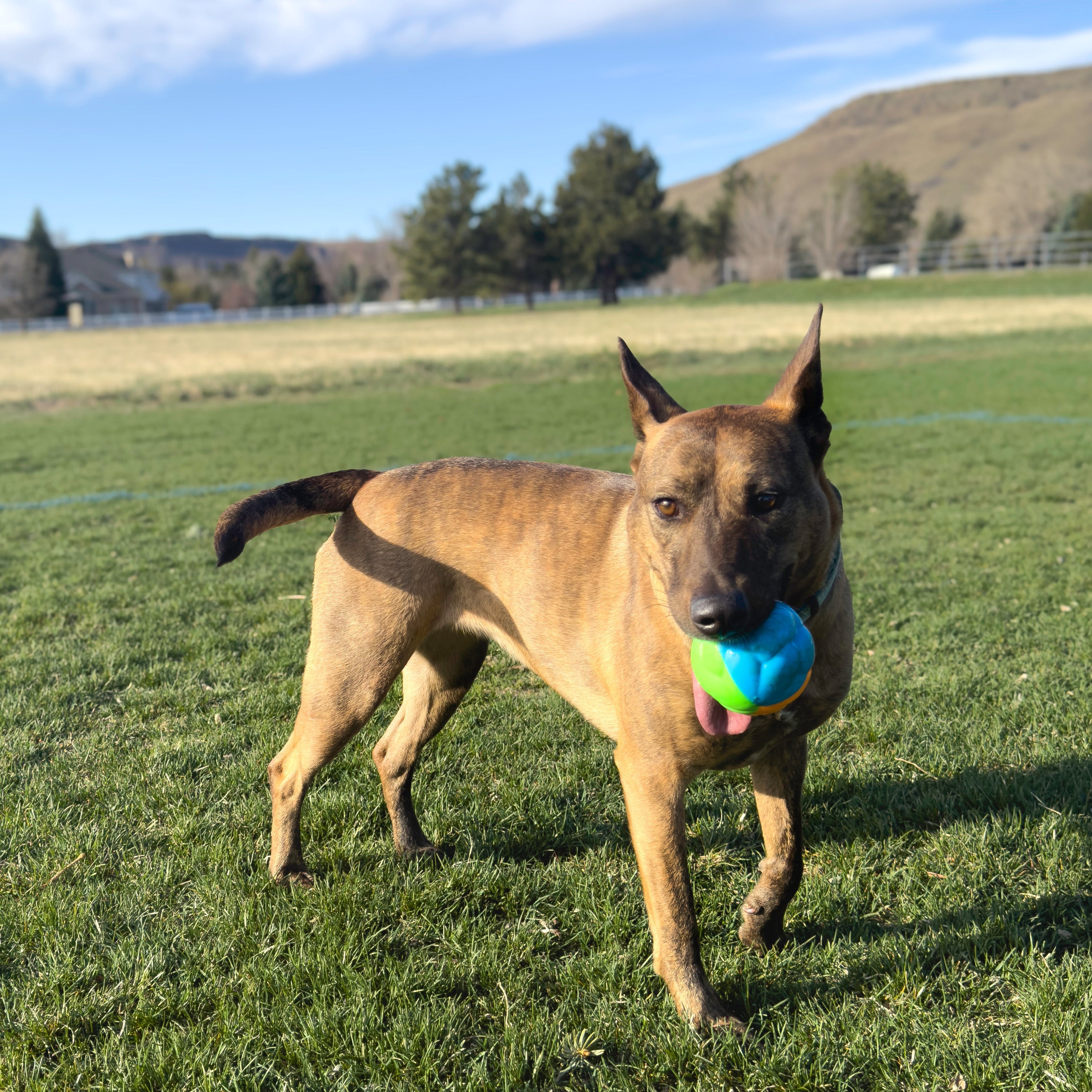 Kong Twistz High-Viz Ball Large - HT Animal Supply