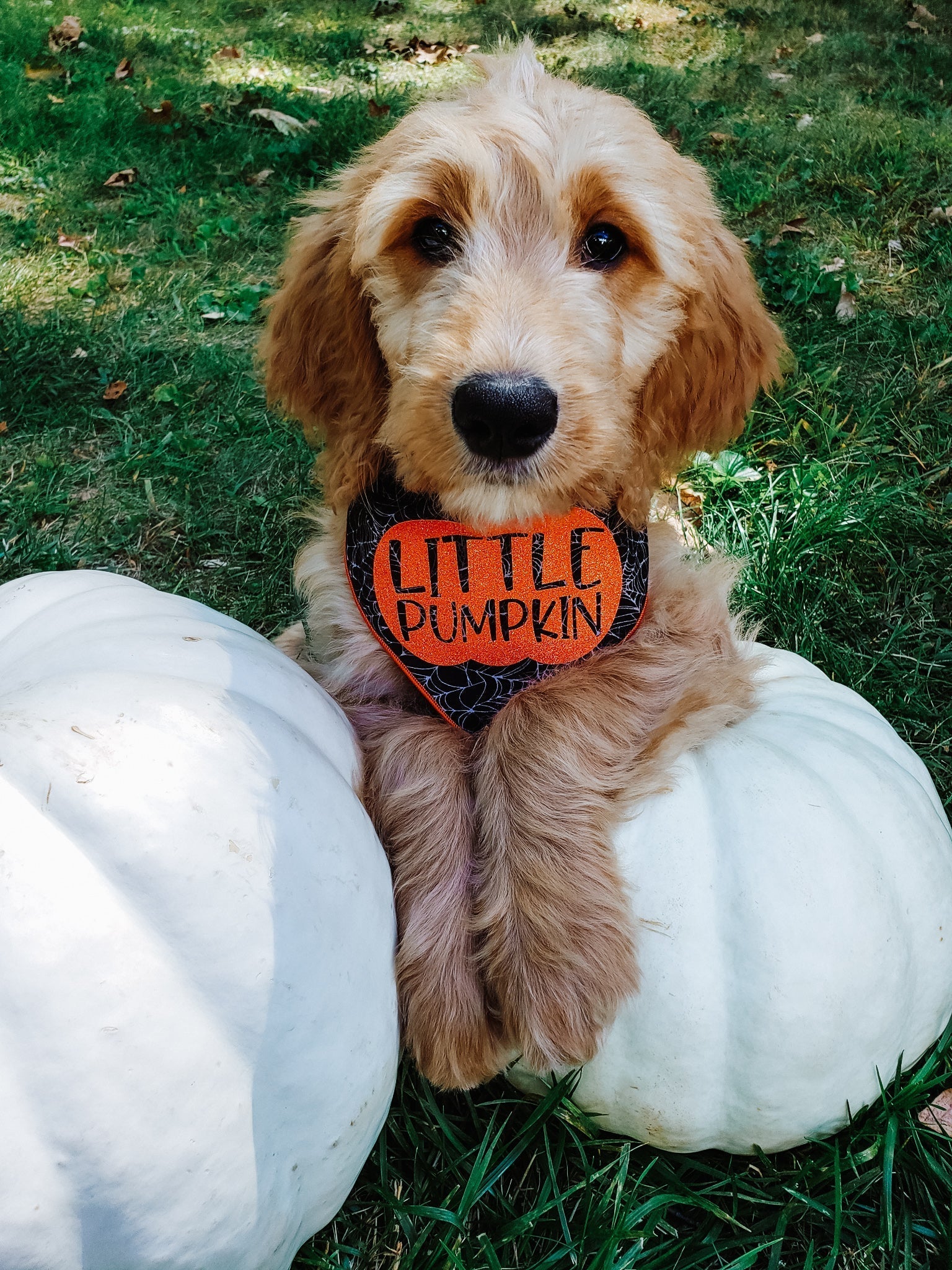 Little Pumpkin Web Halloween Dog Bandana