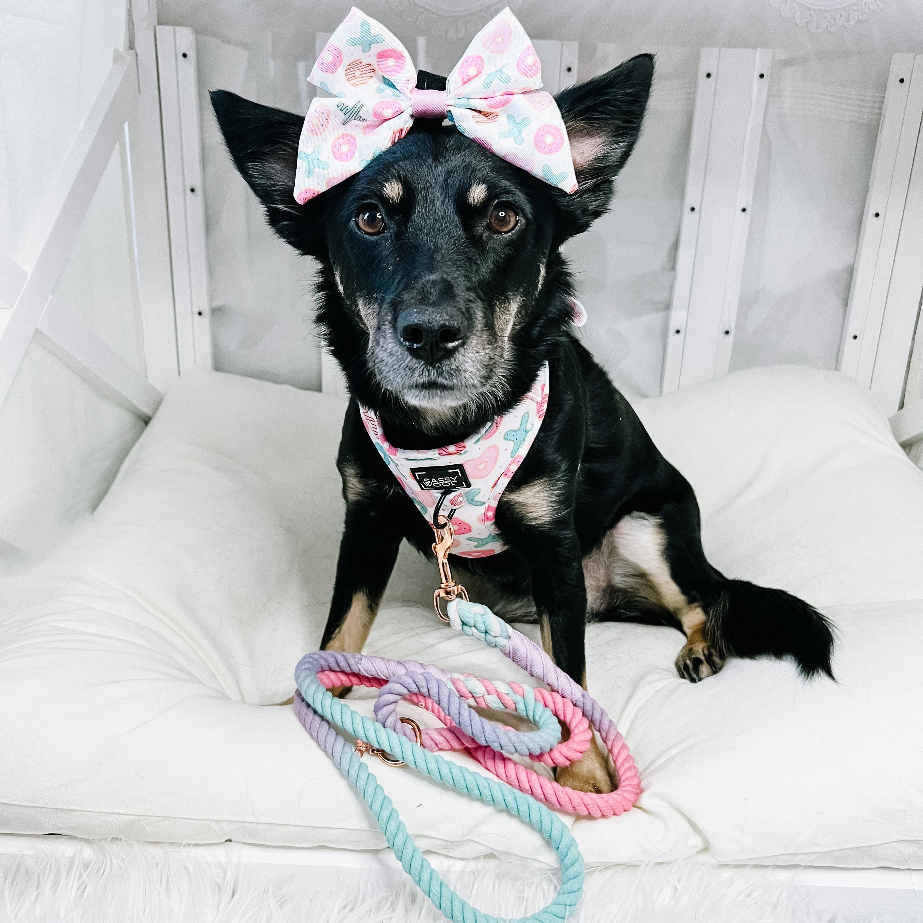 Dog Rope Leash - Lollipup