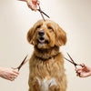 Dog Grooming Scissors