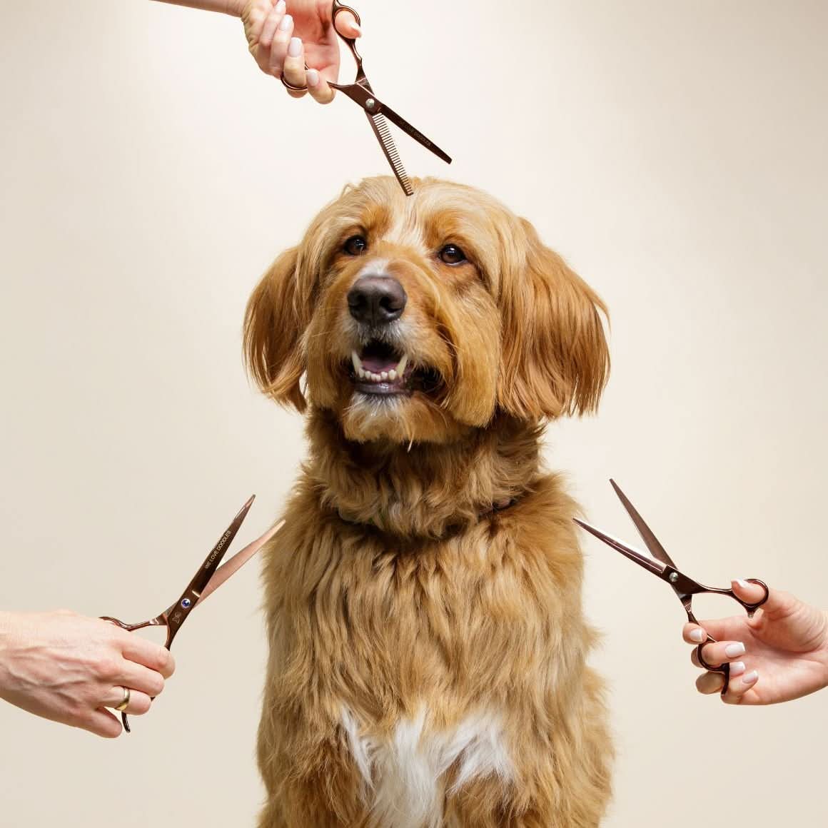 Dog Grooming Scissors