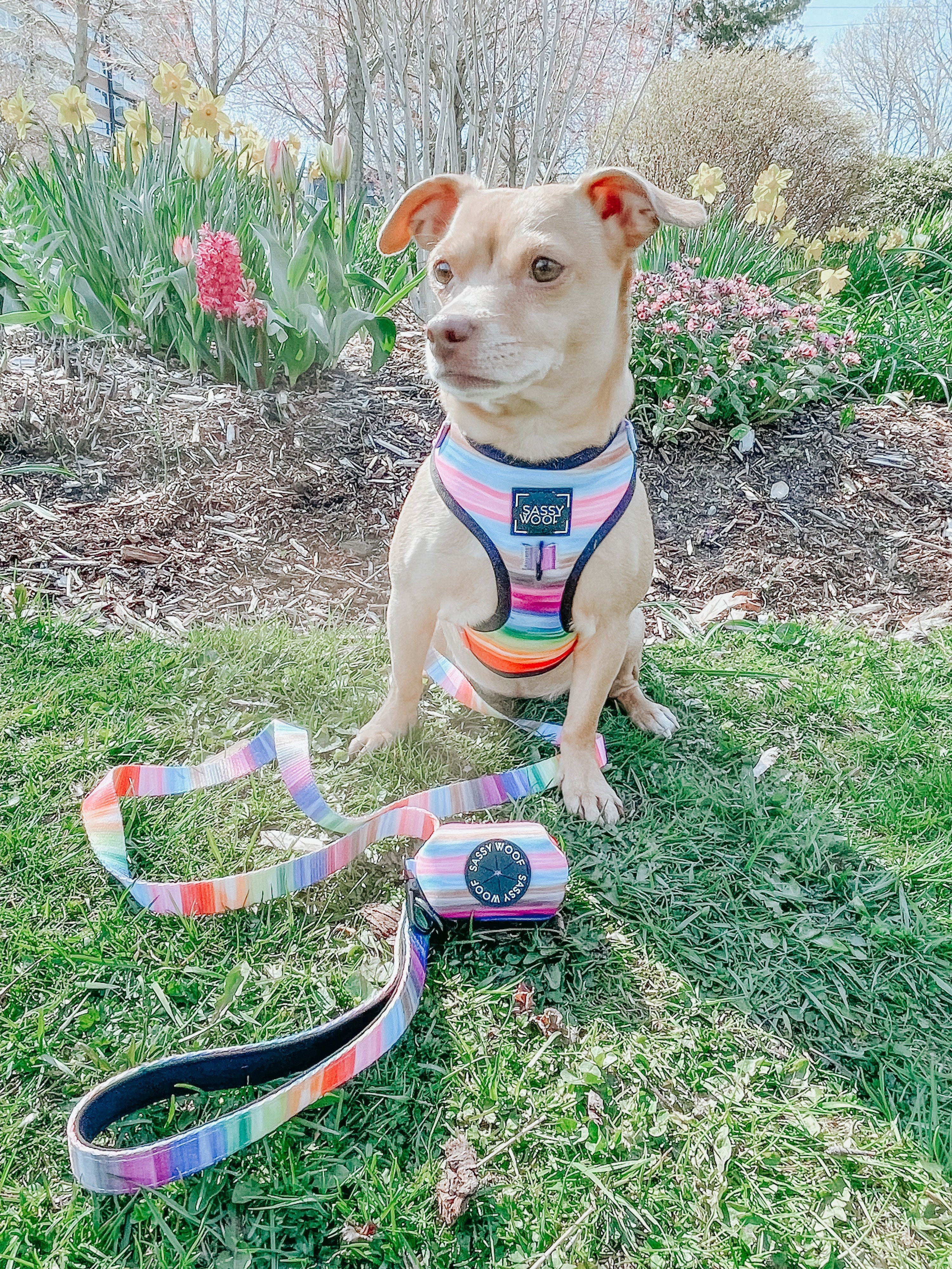 Dog Adjustable Harness - Love You Fur You