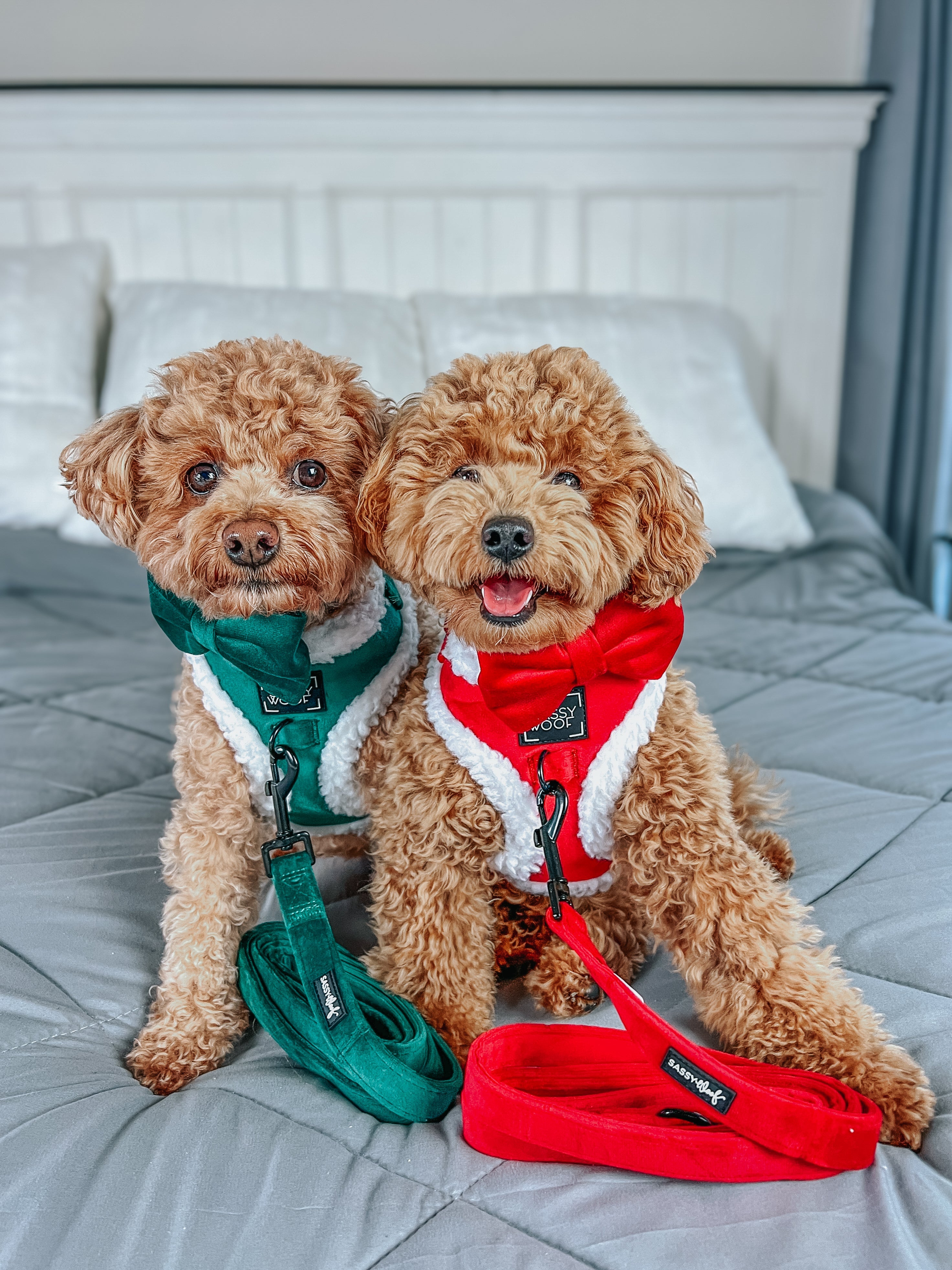 Dog Adjustable Harness - Naughty