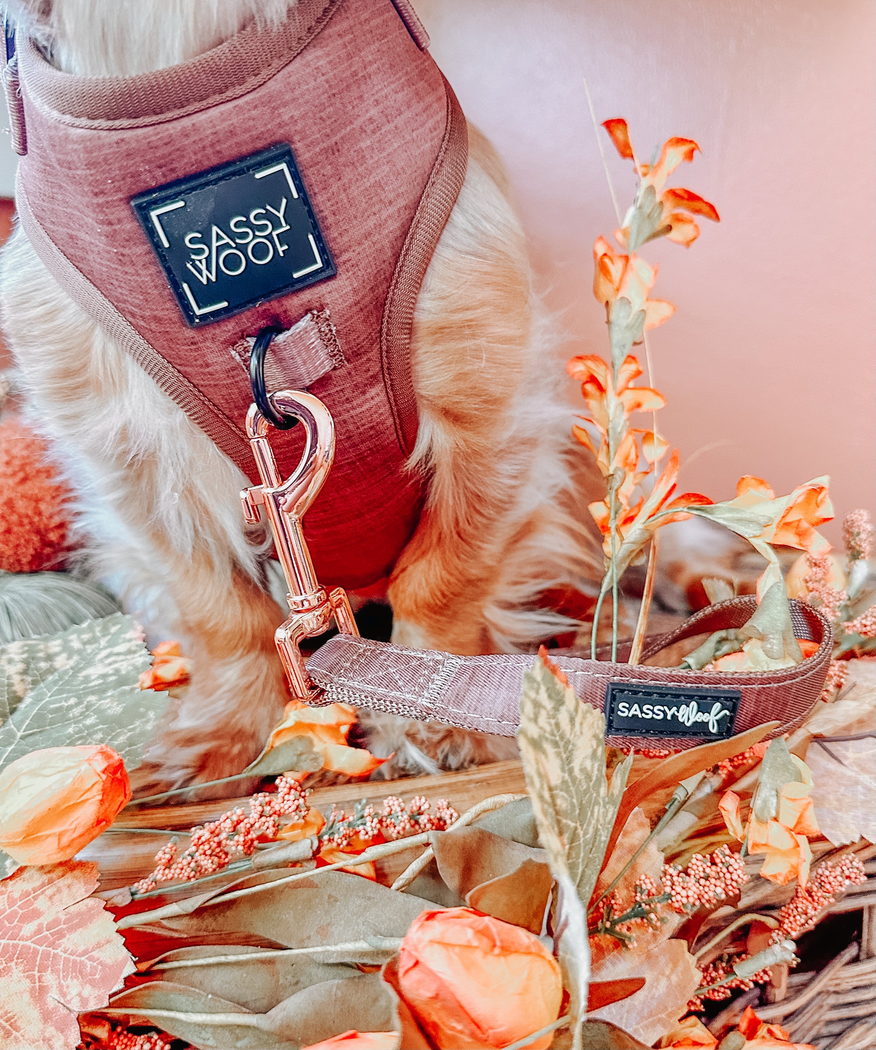 Dog Leash - Teddy