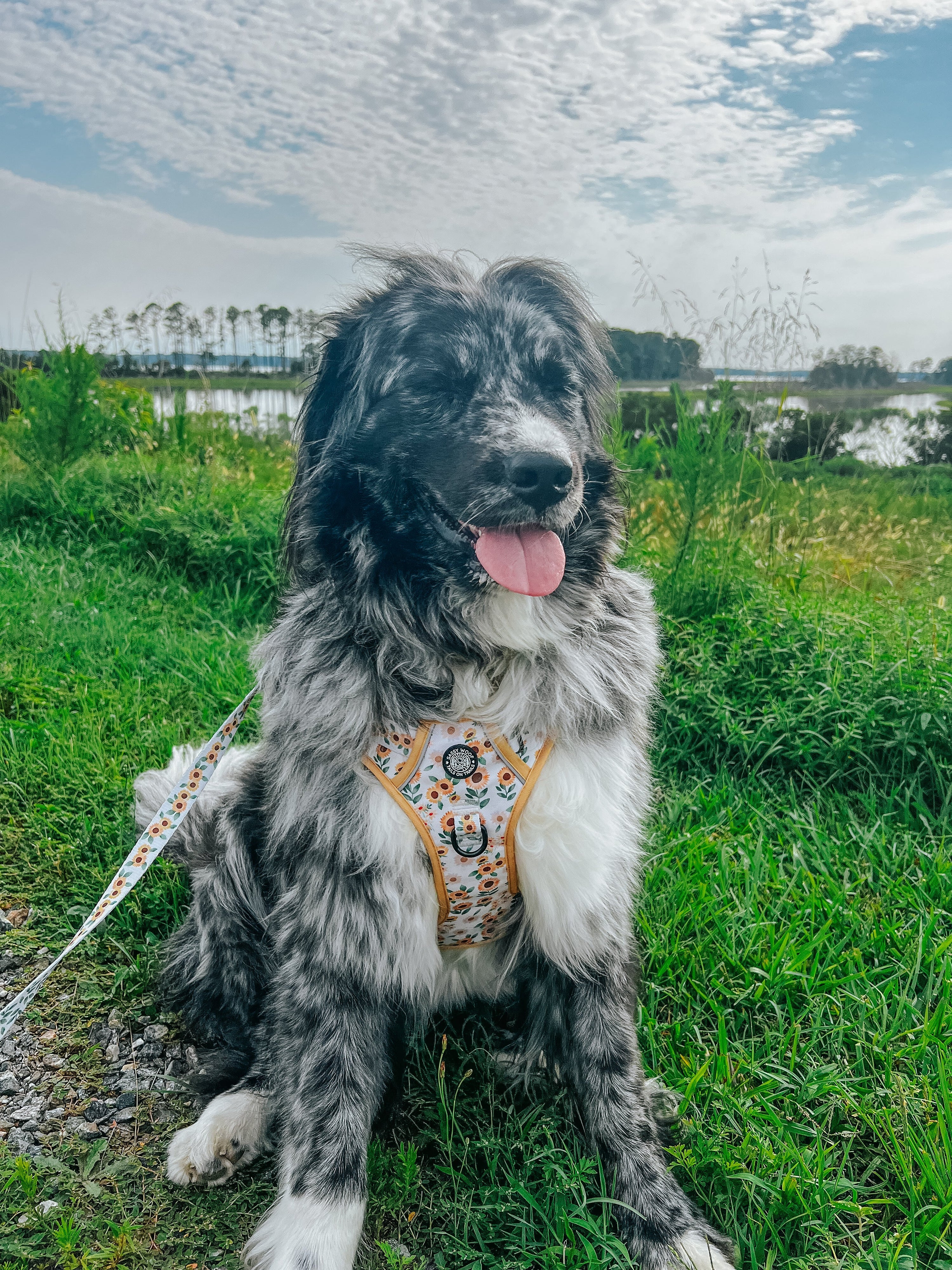 Dog Step-In Harness - Sunflower Dreams