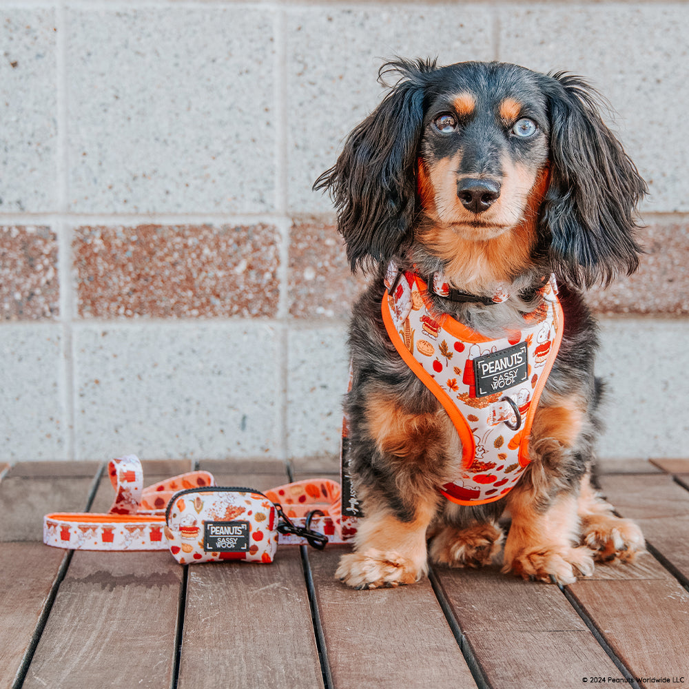 Dog Collar - Peanuts™ Harvest