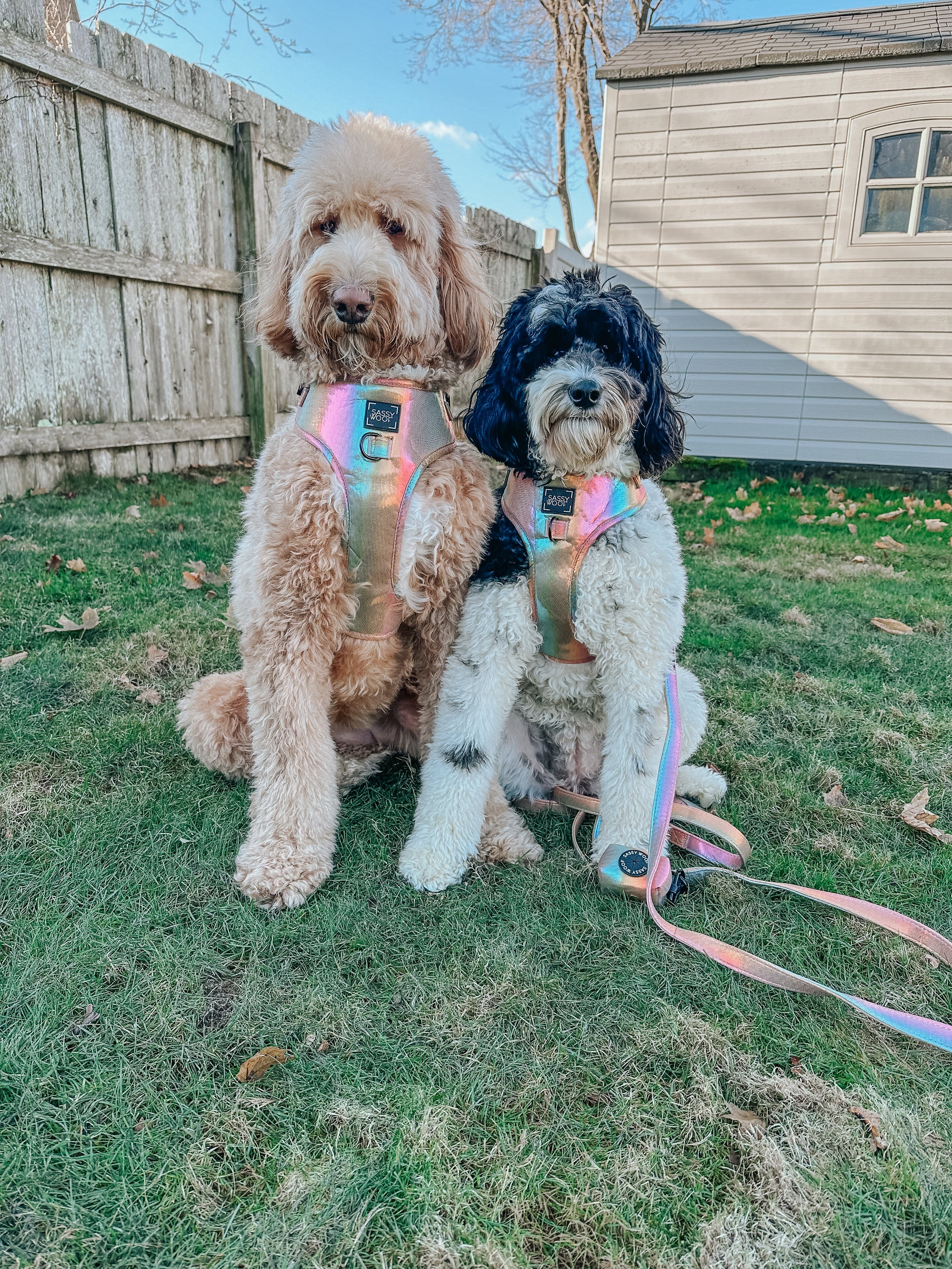 Dog Adjustable Harness - The Night Life