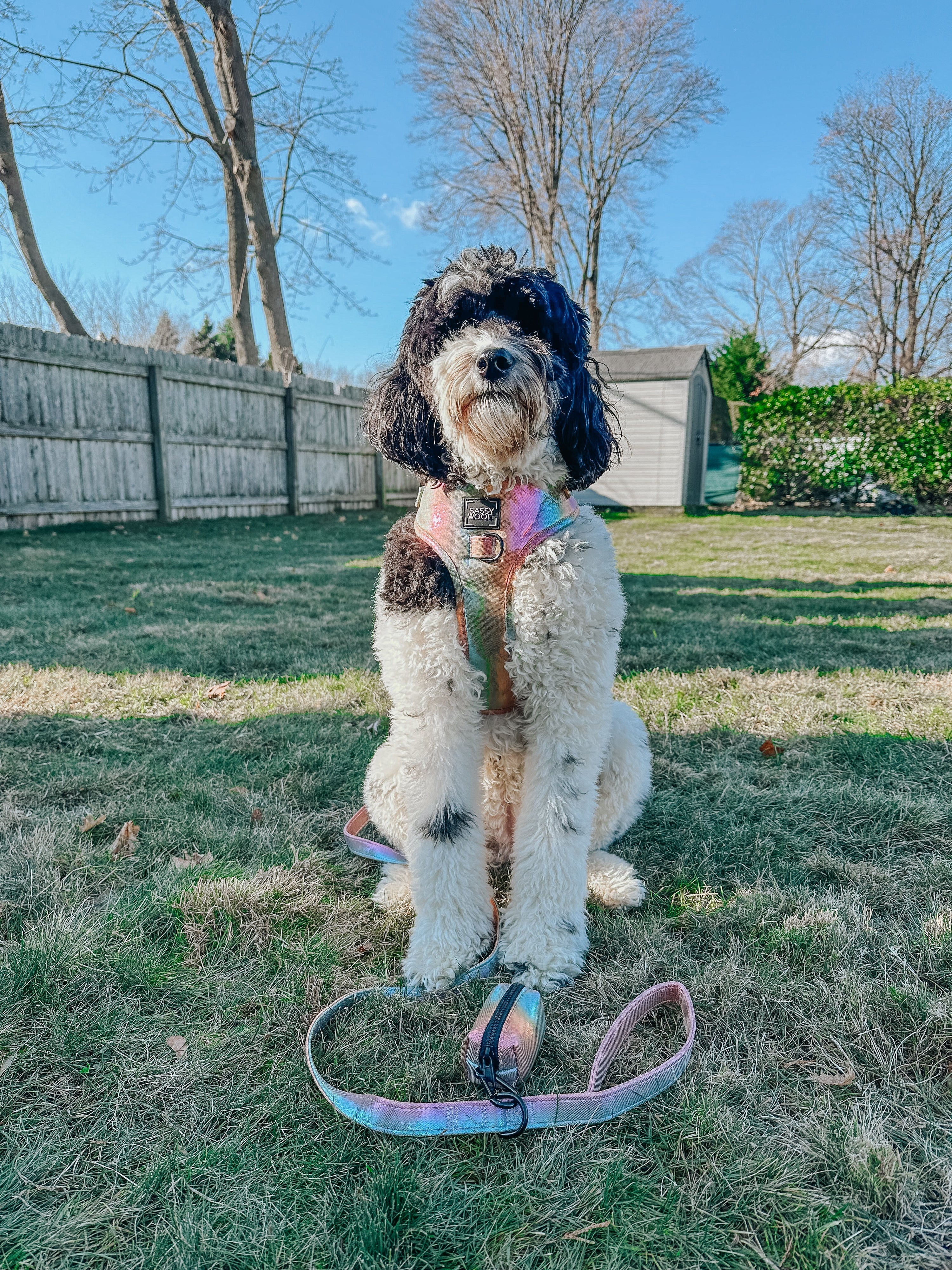 Dog Adjustable Harness - The Night Life