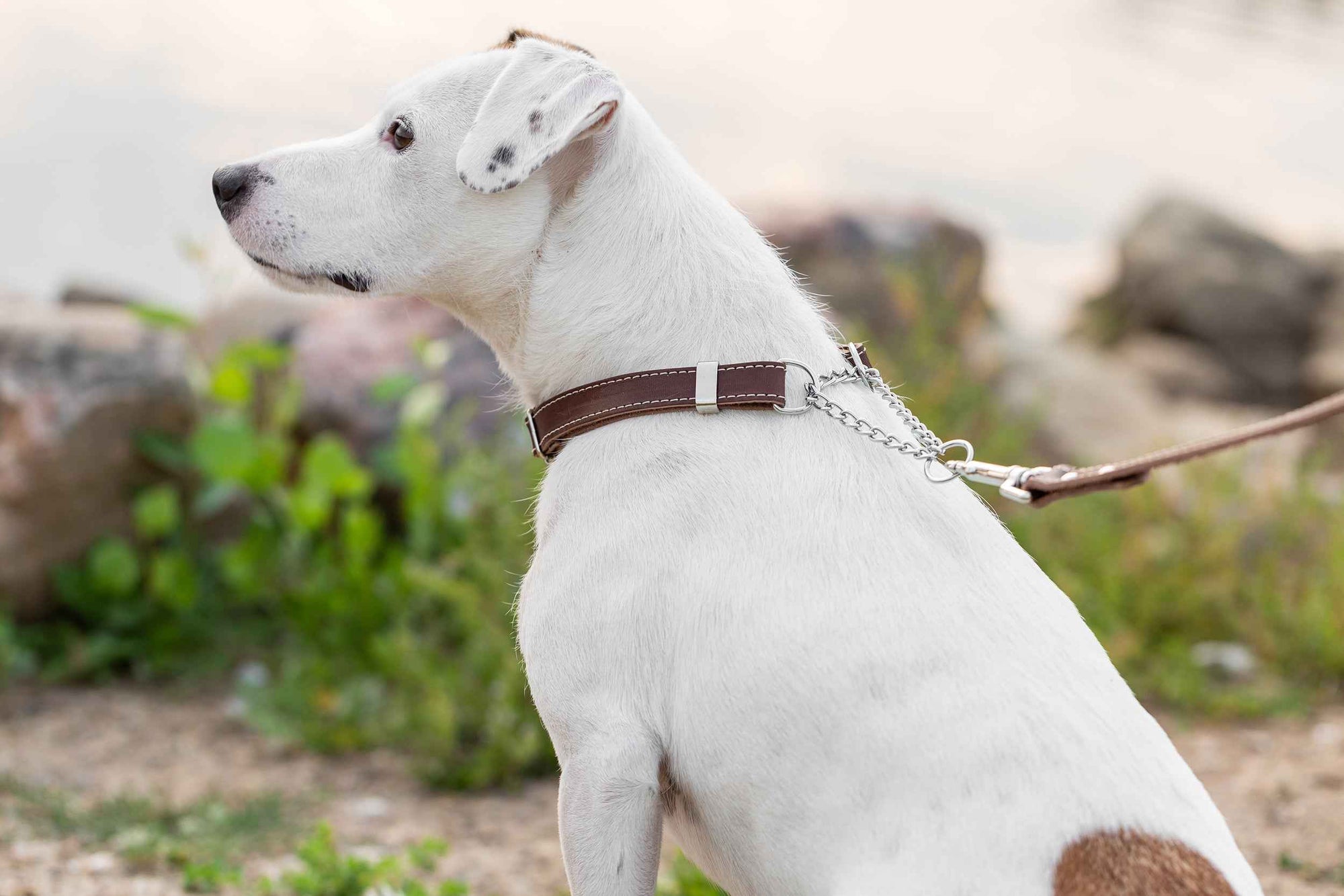 Euro-Dog Leather Martingale Dog Collar
