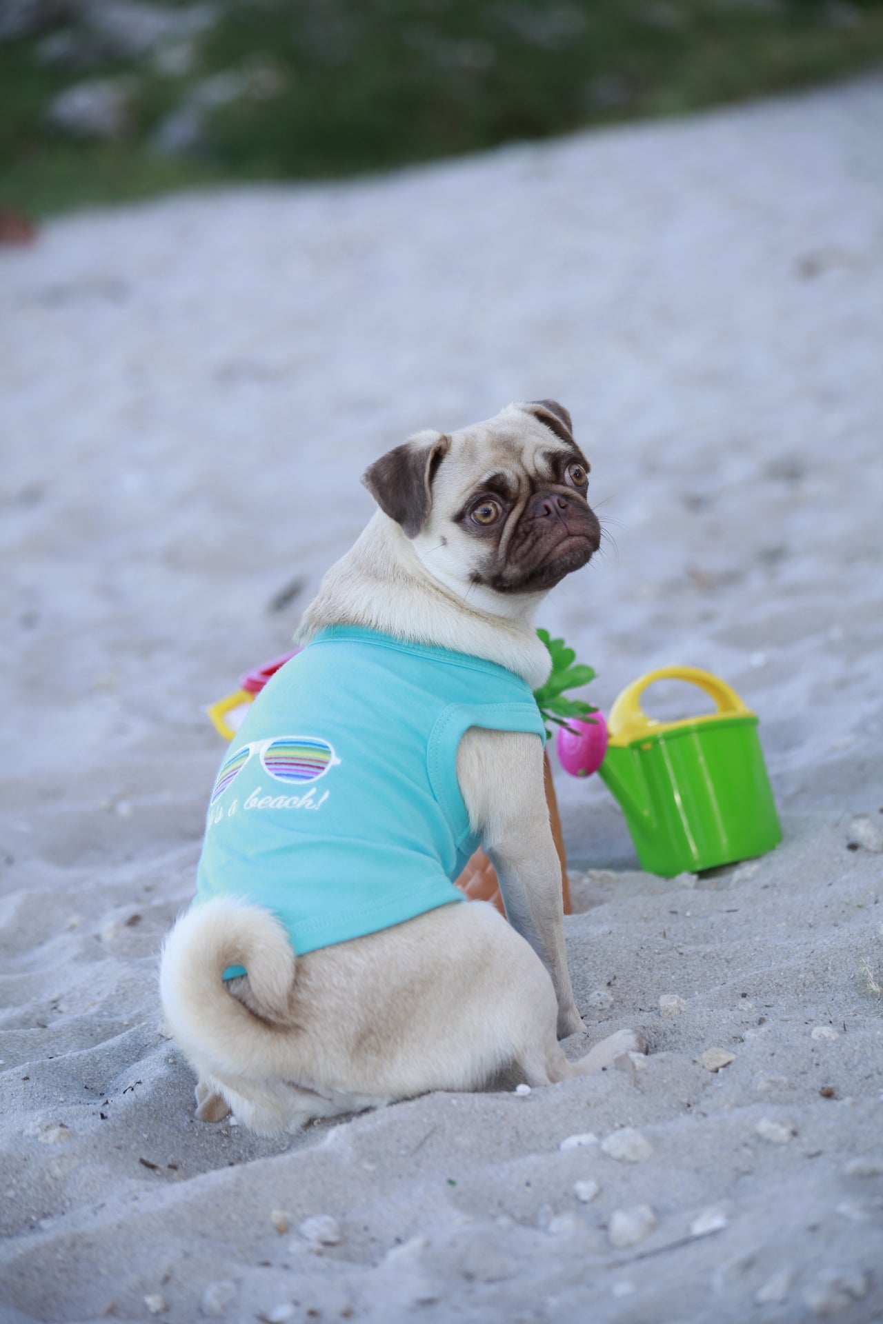 Parisian Pet Lifes a Beach Summer Dog T-Shirt-Light Blue