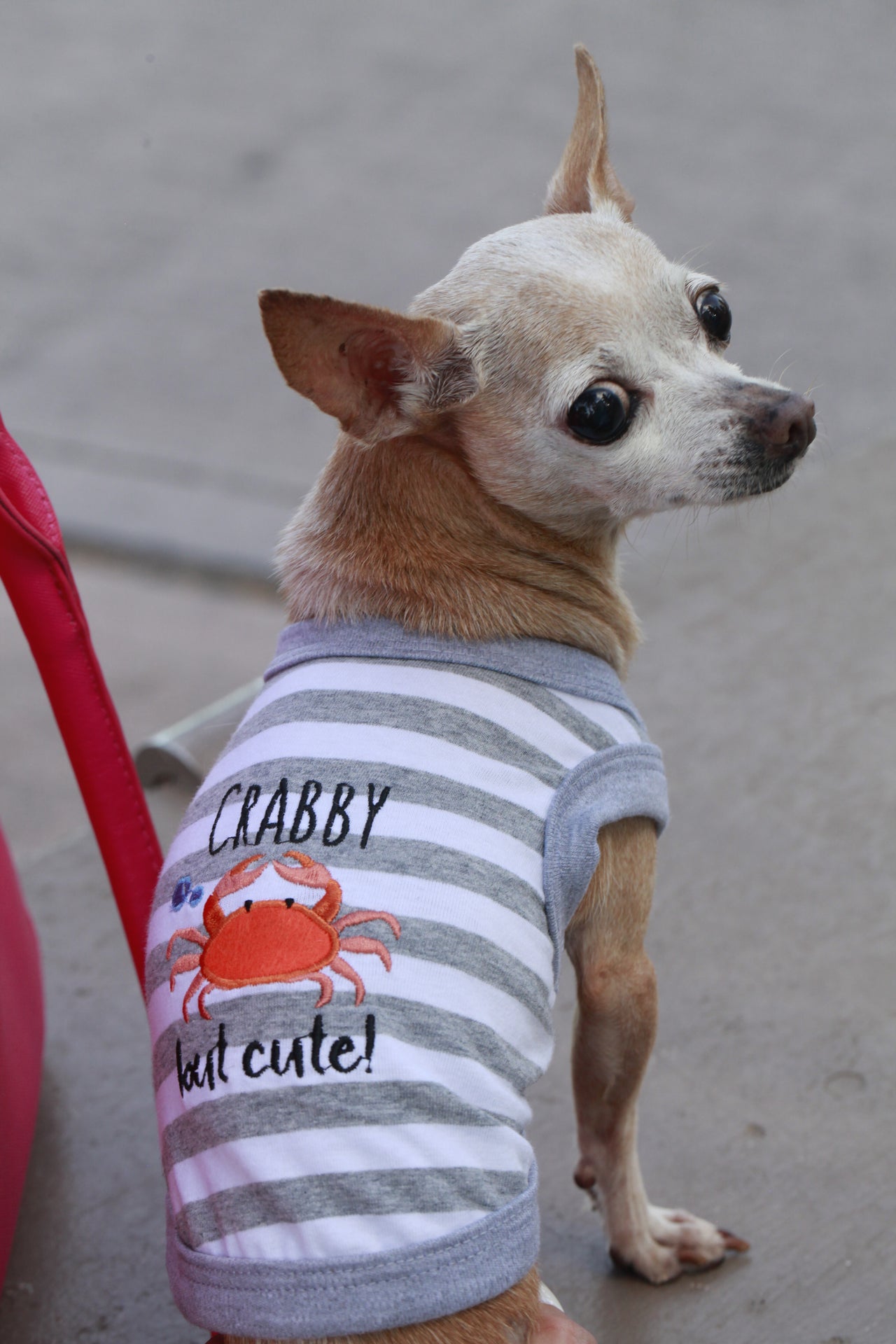 Parisian Pet Crabby But Cute Tee Embroidered Dog Shirt - Trendy Pet Apparel for Dogs & Cats, Gray and White Stripes