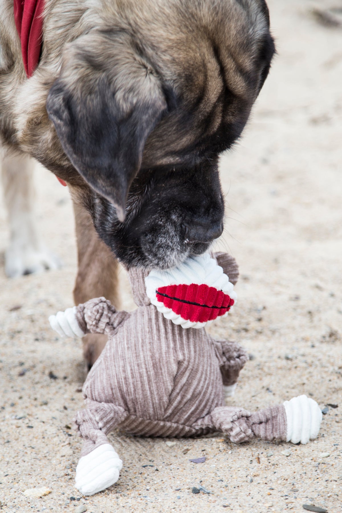 Stuey Sock Monkey Knottie Plush Dog Toy