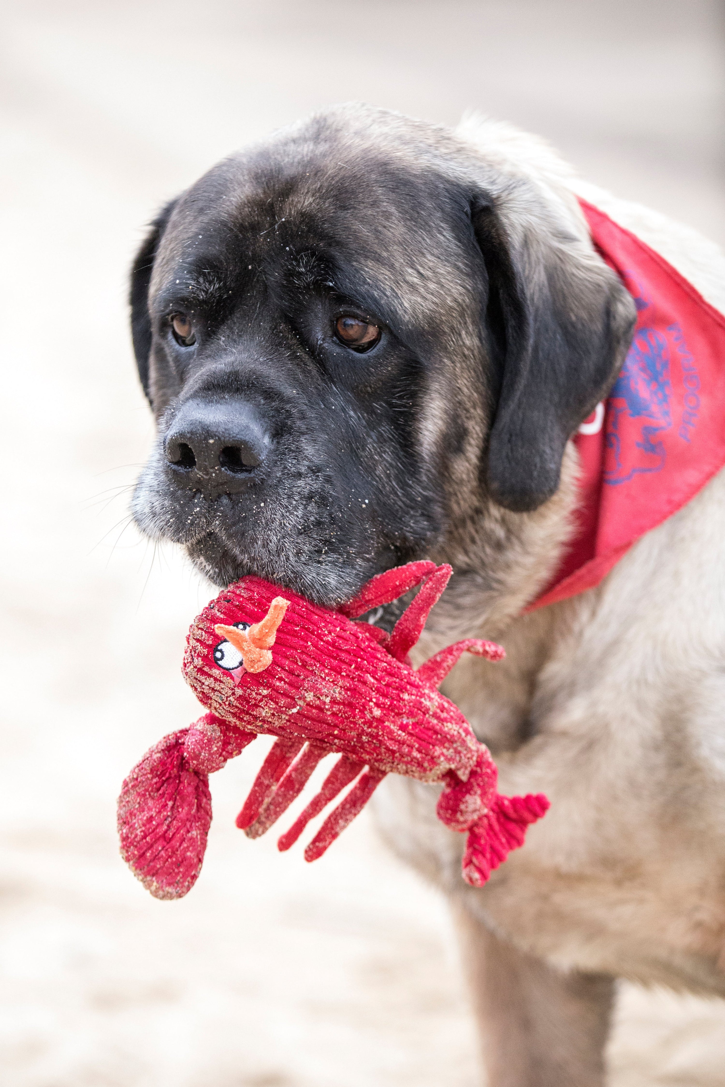McCracken LobstaTM Knottie Plush Dog Toy