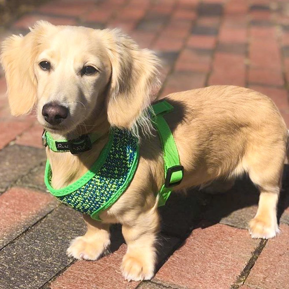 Parisian Pet Sport Net Harness for Dogs & Cats  Comfortable Green & Blue Mesh Dog Harness-Saint Patricks Day