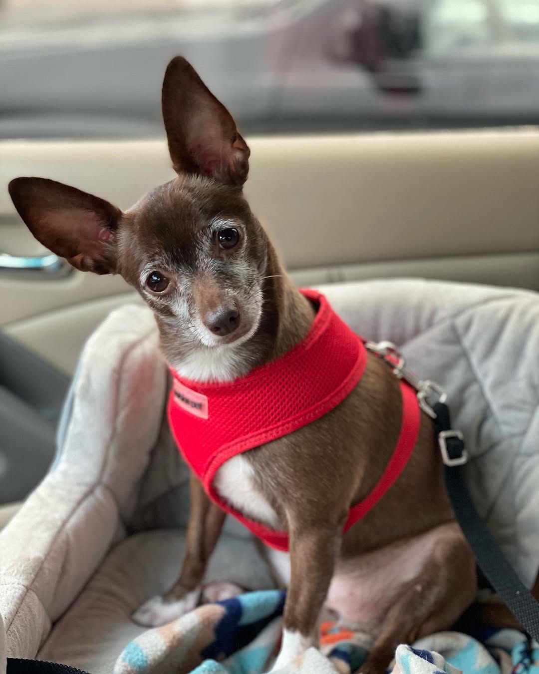 Parisian Pet Freedom Harness for Dogs & Cats  Adjustable, Comfortable Red Dog Harness, Durable Design