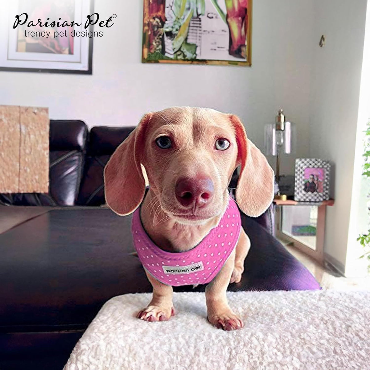 Parisian Pet Pink Dot Harness