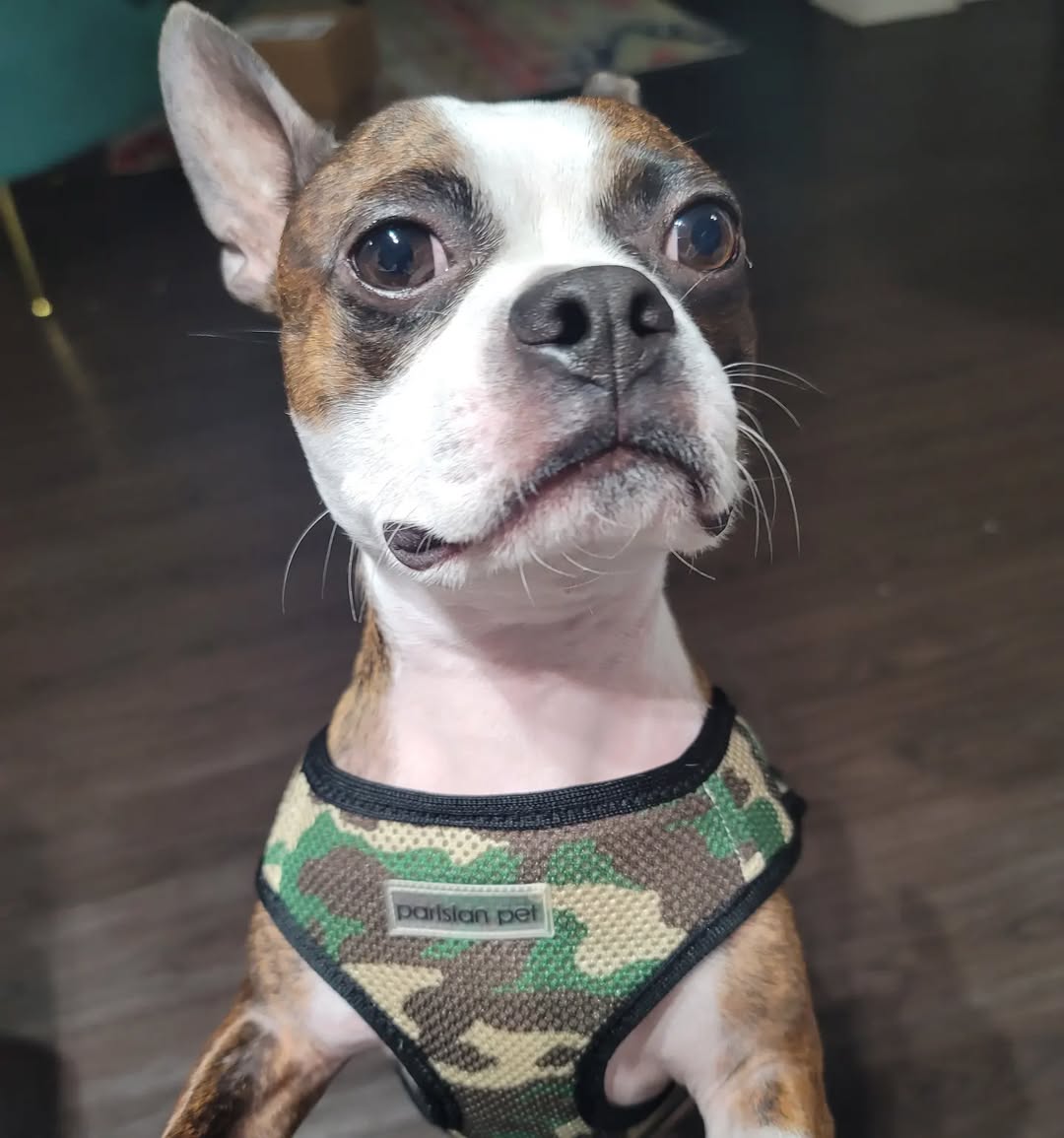 Parisian Pet Freedom Harness Camo