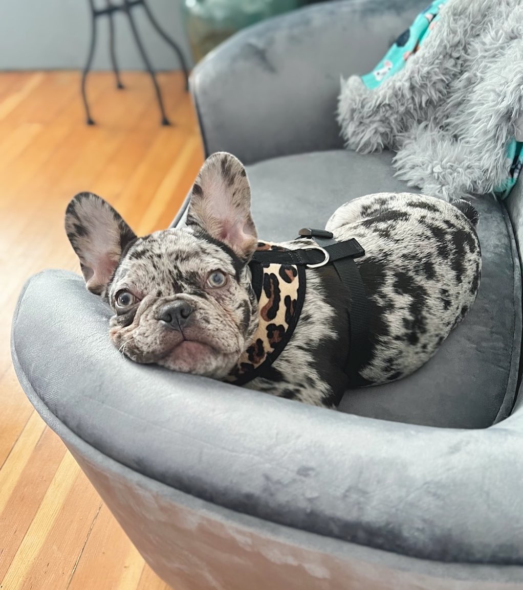 Parisian Pet Freedom Harness Leopard for Dogs & Cats  Comfortable, Durable Adjustable Leopard Print Pet Harness