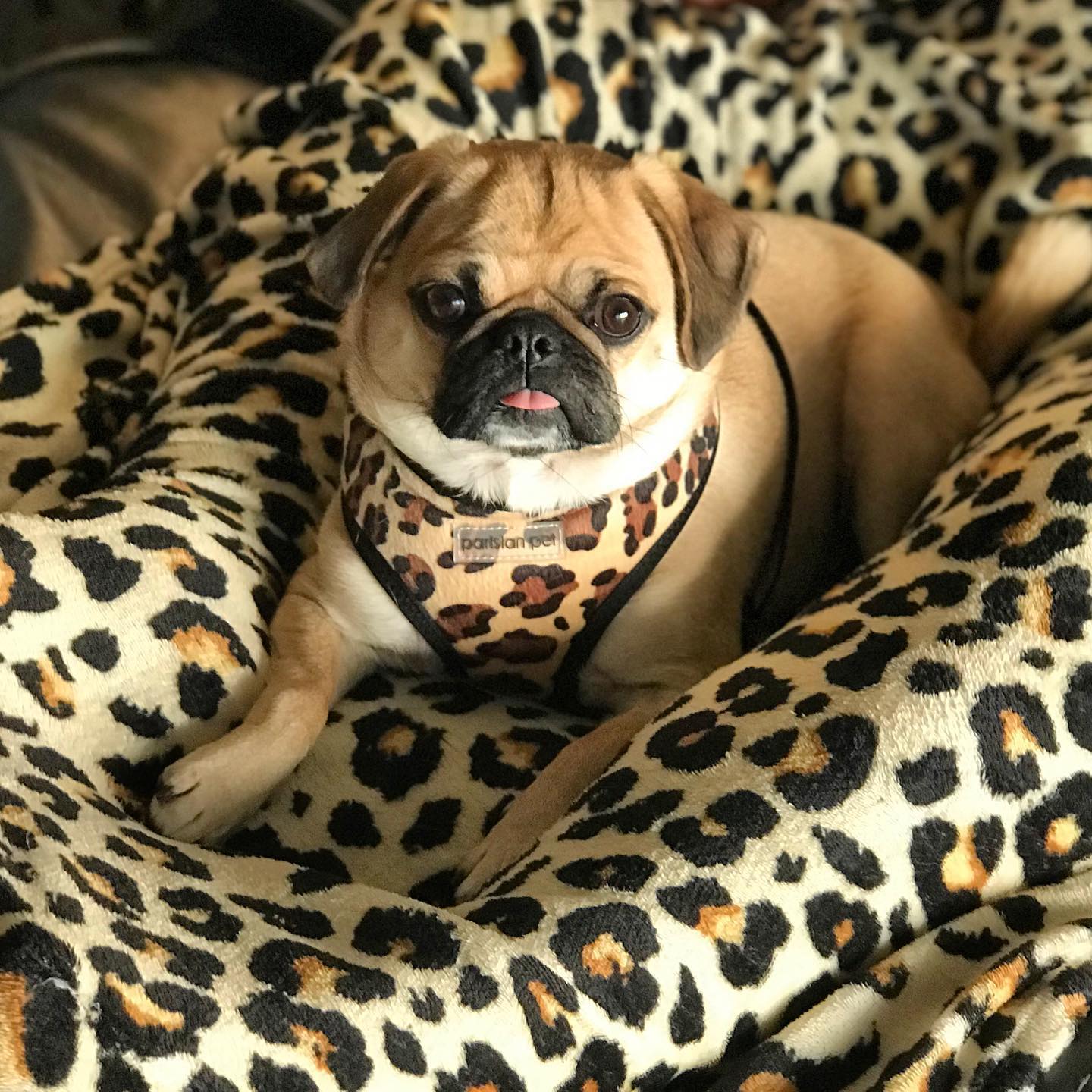 Parisian Pet Freedom Harness Leopard for Dogs & Cats  Comfortable, Durable Adjustable Leopard Print Pet Harness